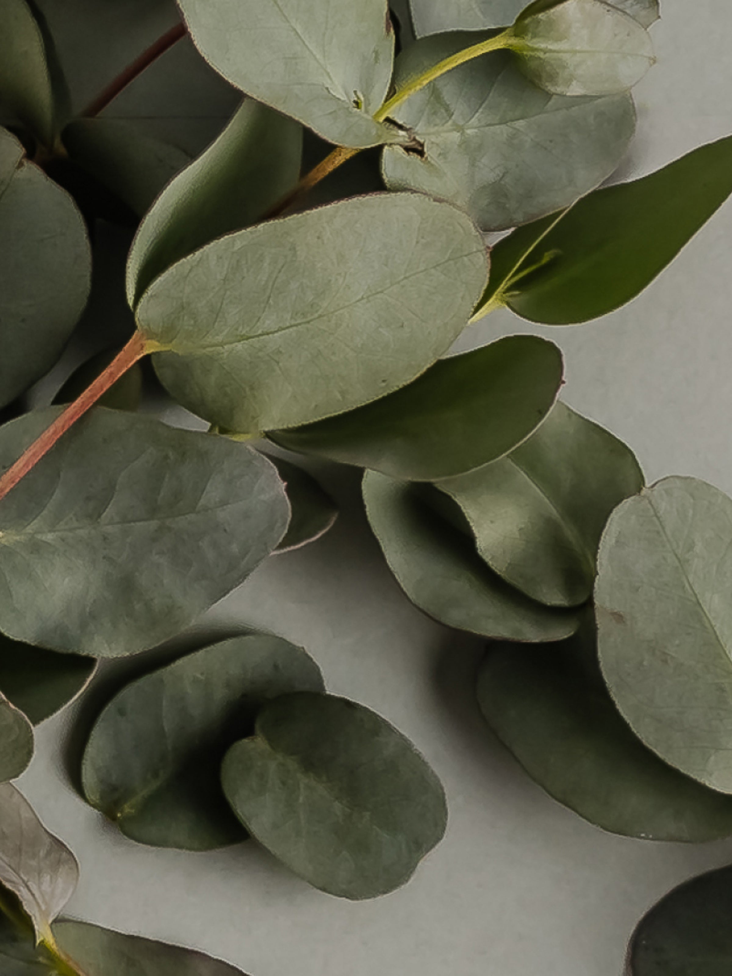 Dew - Home Scent Made Smarter