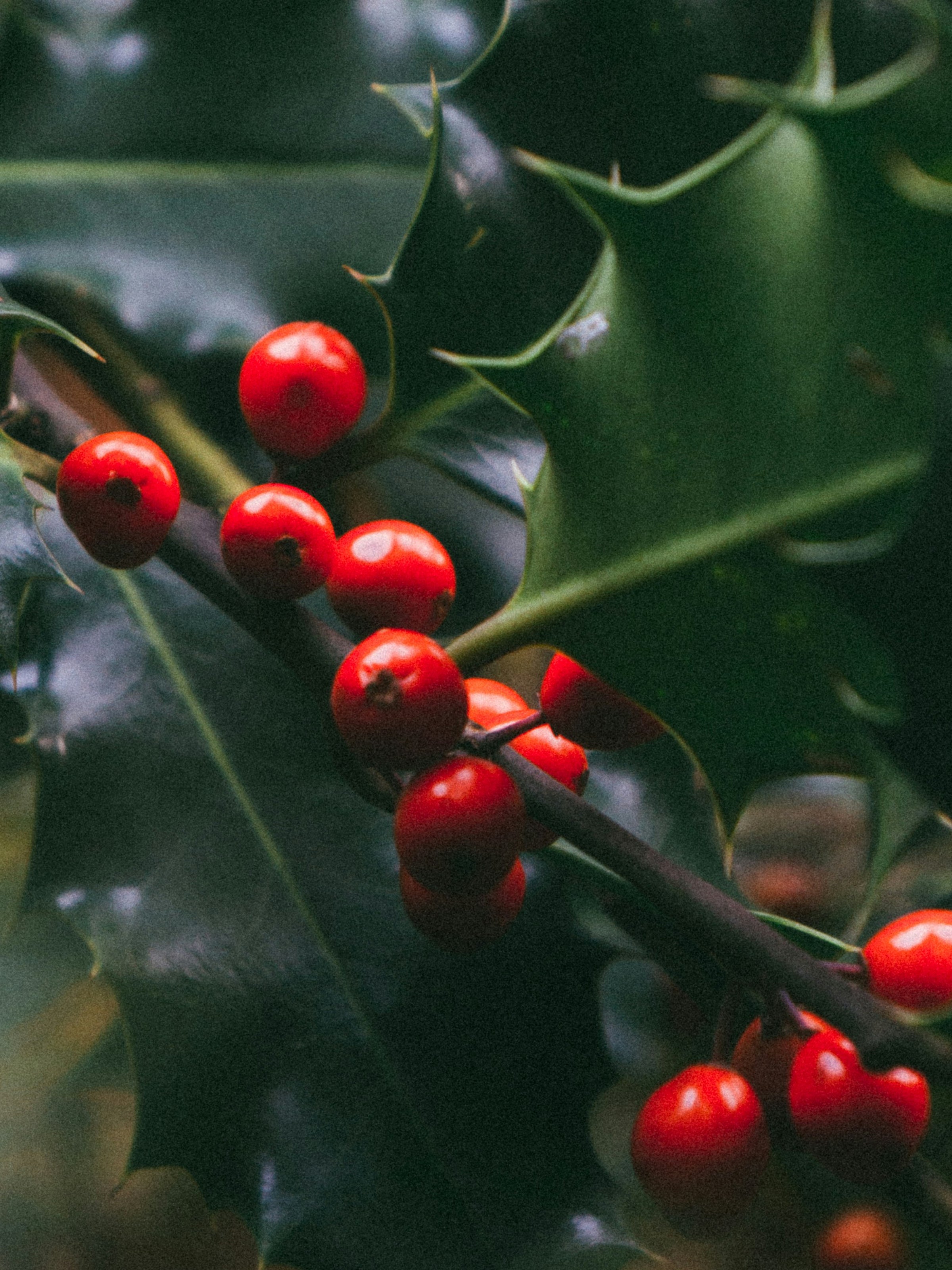 Mistletoe Kiss - Home Fragrance at Your Fingertips