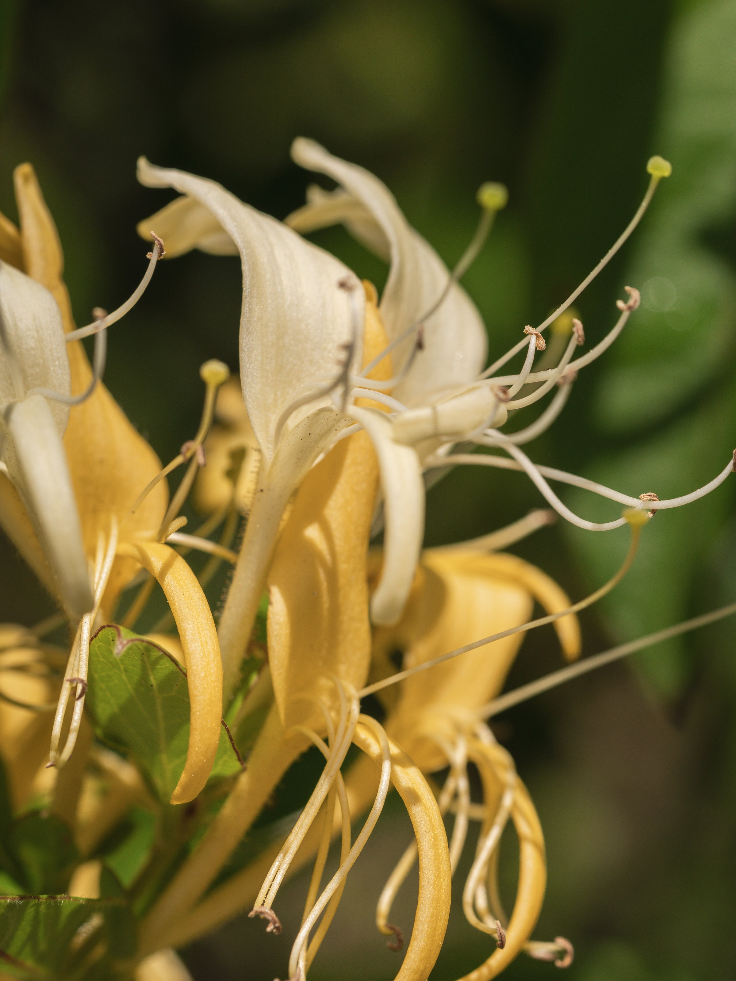 Wild Honeysuckle - Give Your Home a Fresh Feel