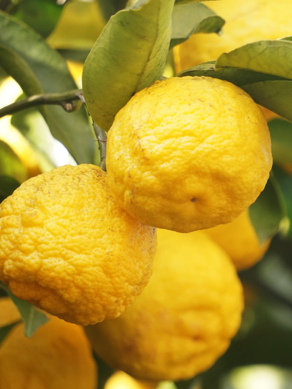 Sunlit Yuzu & Neroli - Freshen Life One Room at a Time