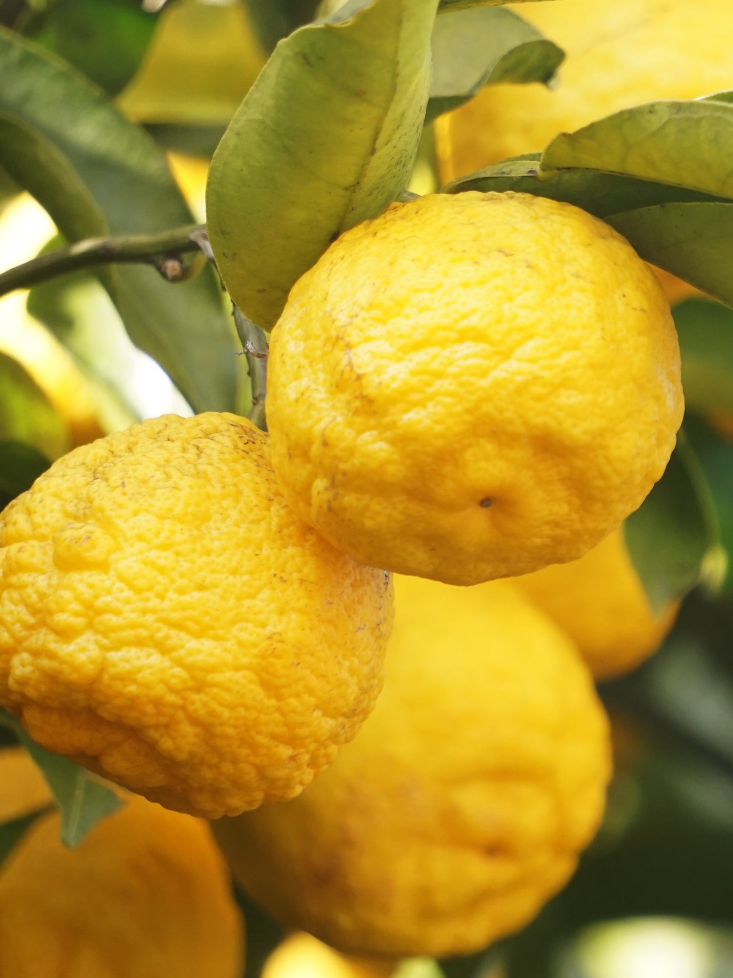 Sunlit Yuzu & Neroli - Freshen Life One Room at a Time