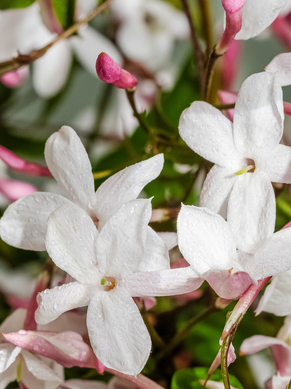 The Smell of Spring - Smart Scent Meets Home Comfort