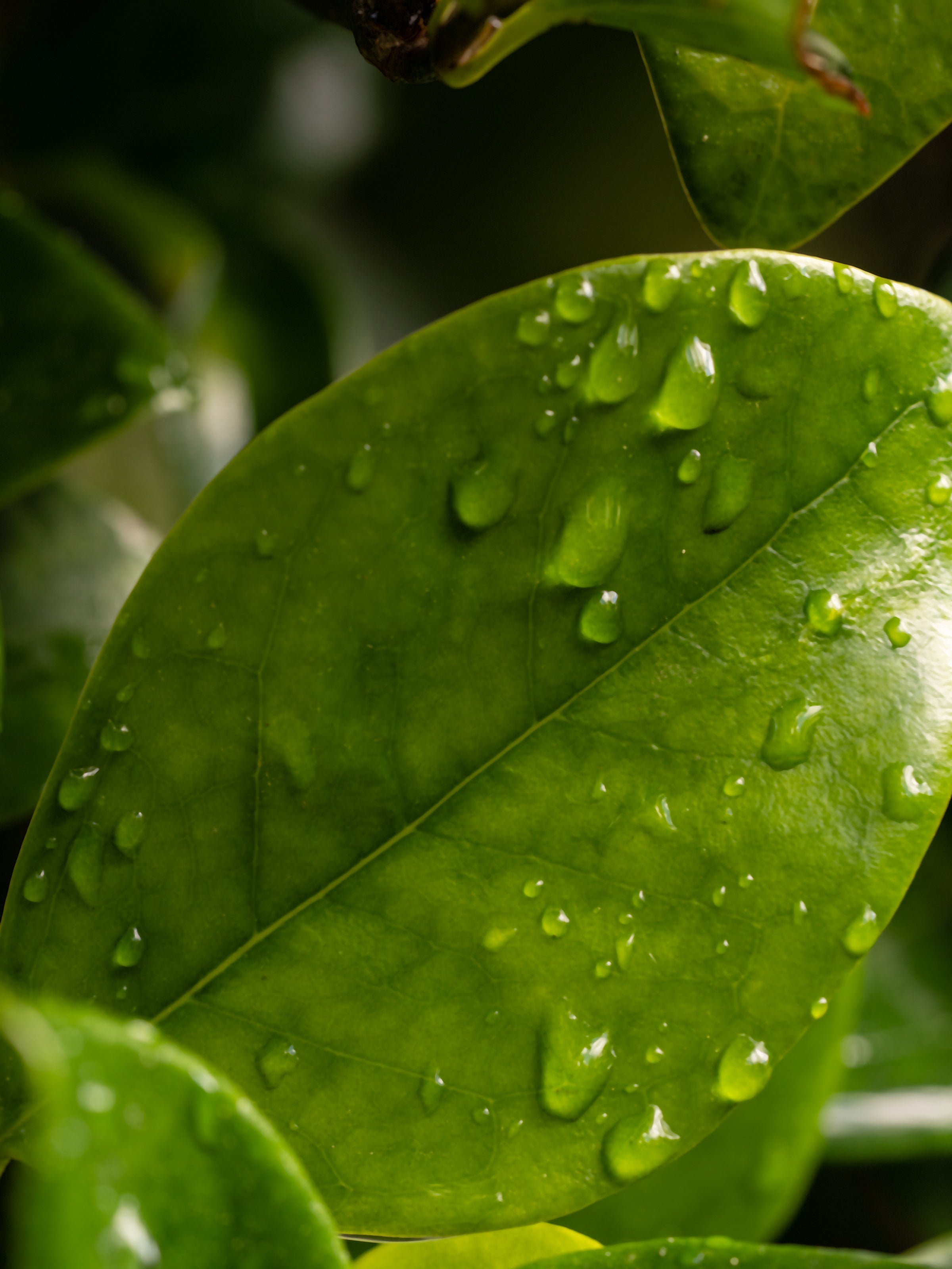 Citrus Leaves - Make Every Room Feel Better