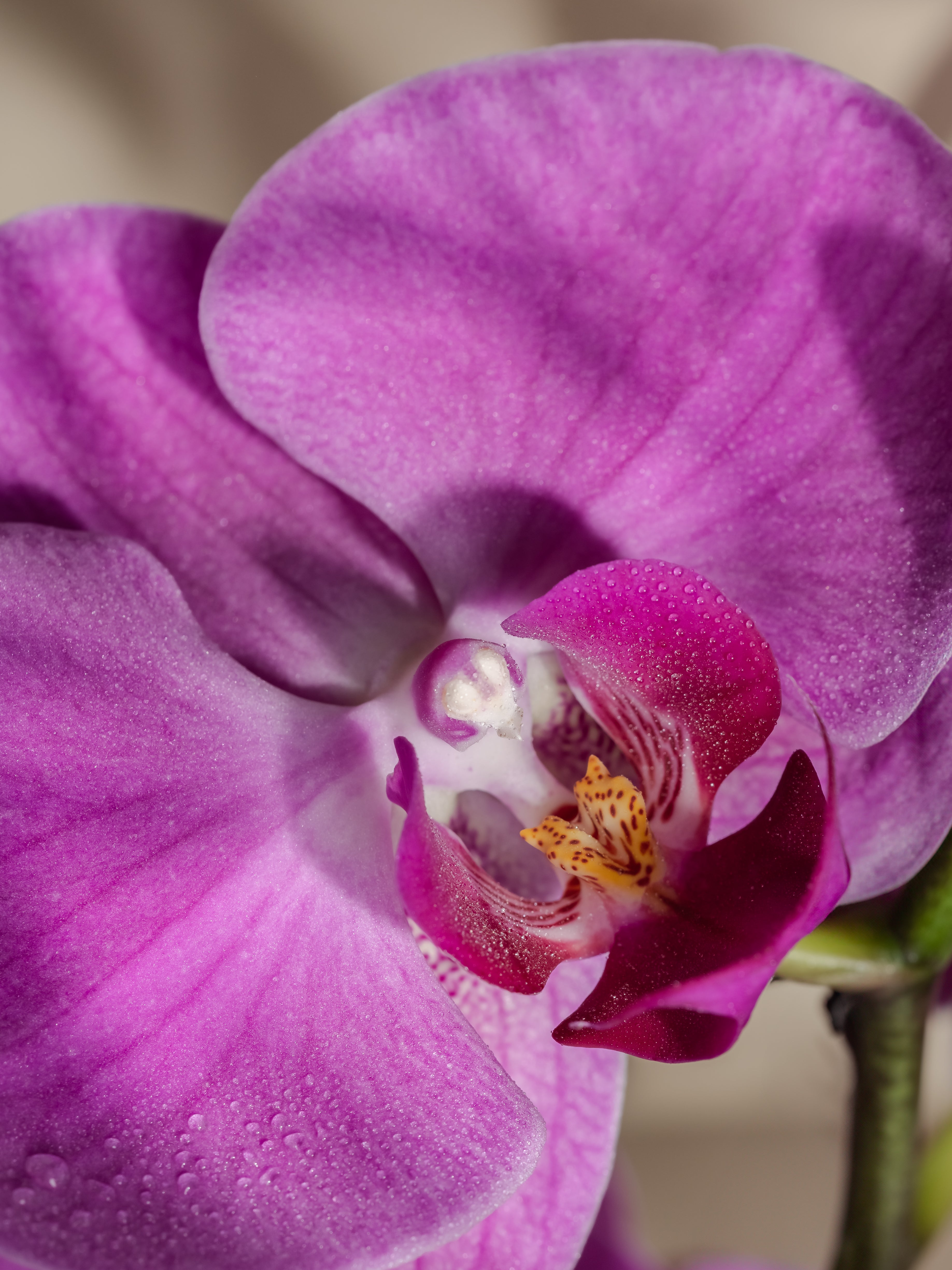 Aloha Orchid - Keep Your Home Feeling Fresh