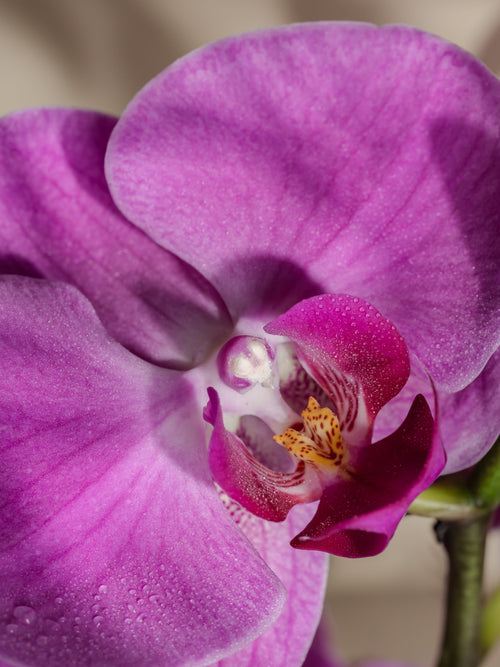 Aloha Orchid - Keep Your Home Feeling Fresh
