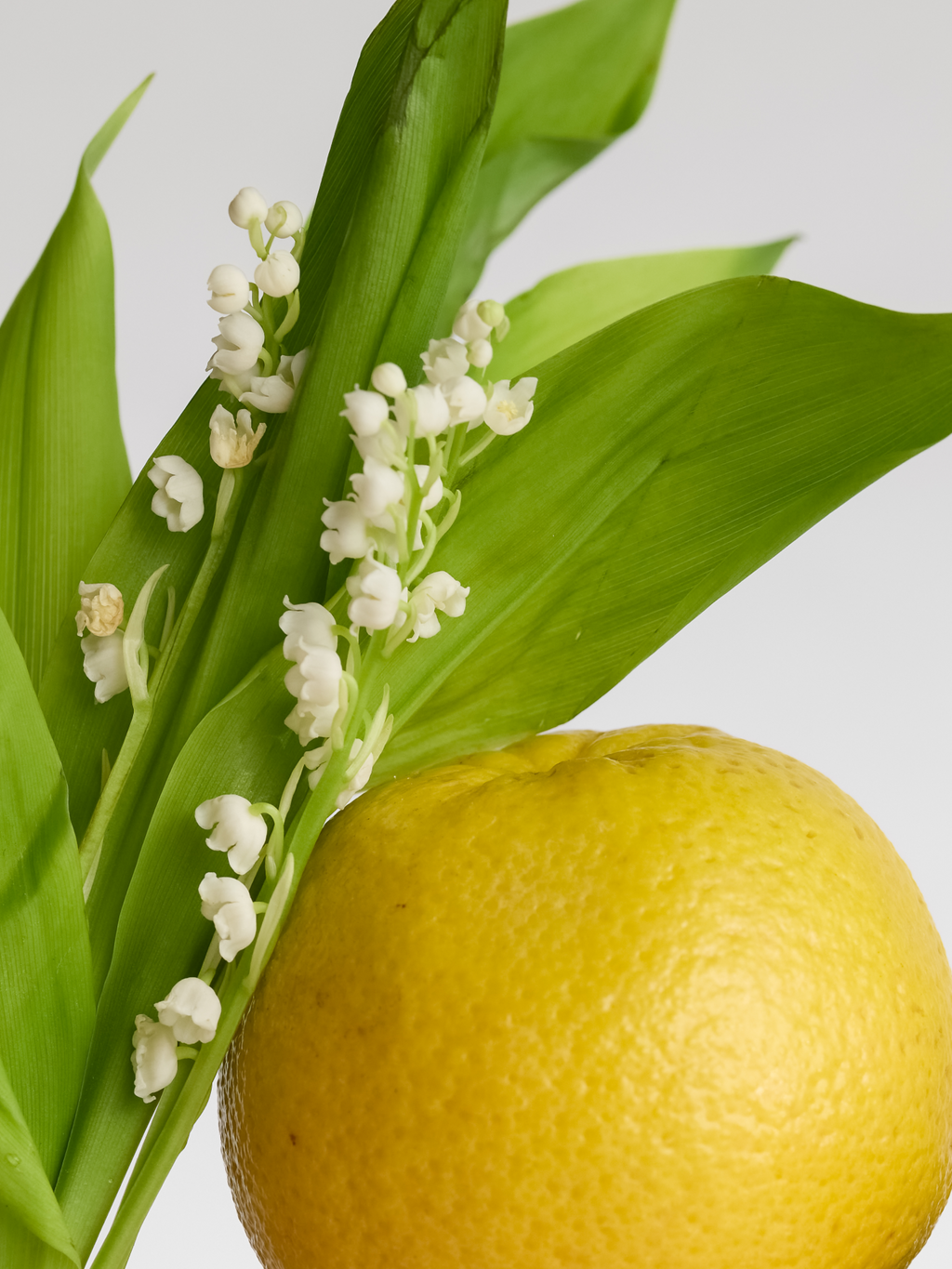 Cloud Dancer - Home Scents You Will Love