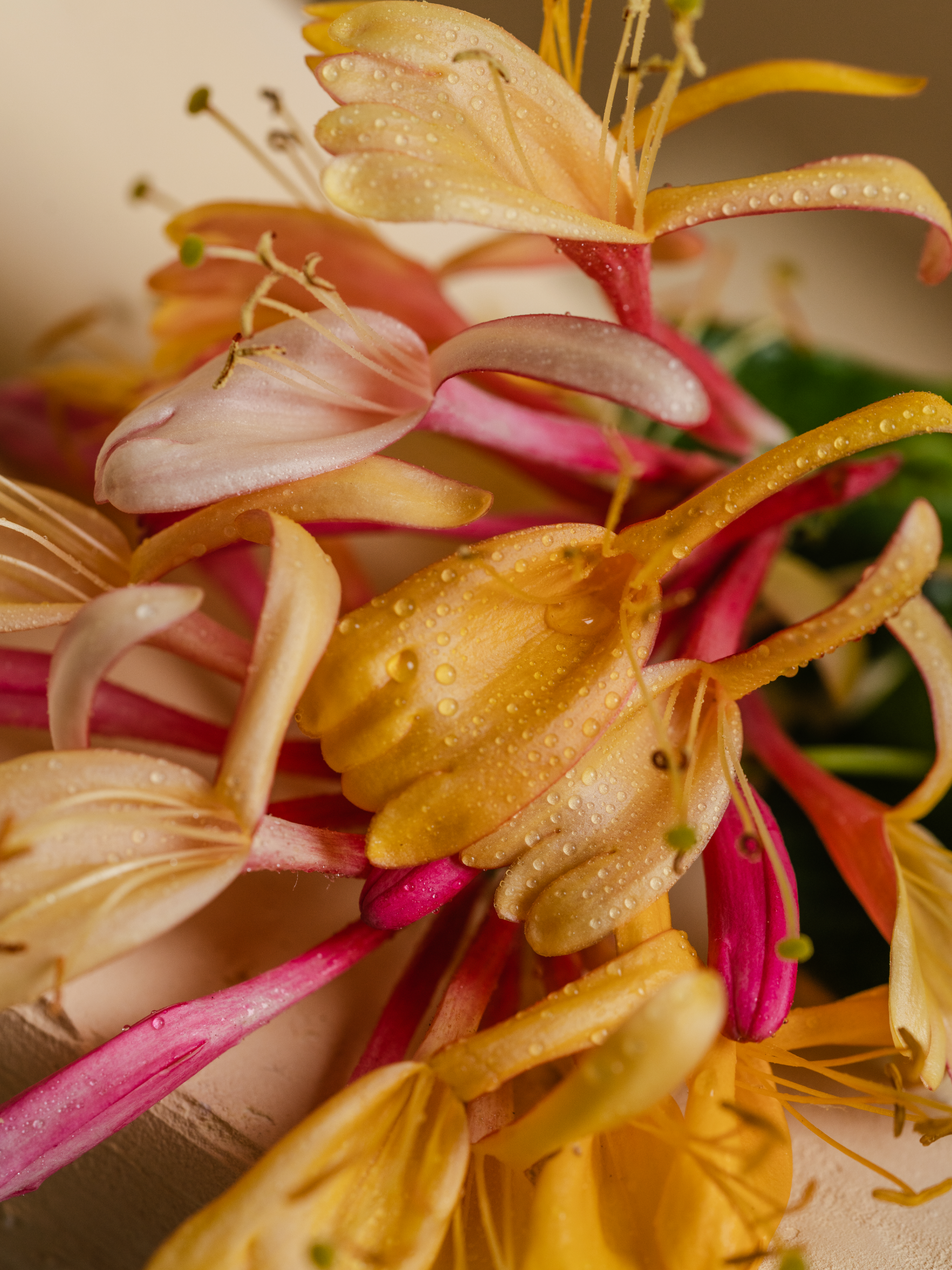 Honeysuckle - Home Fragrance Made Personal