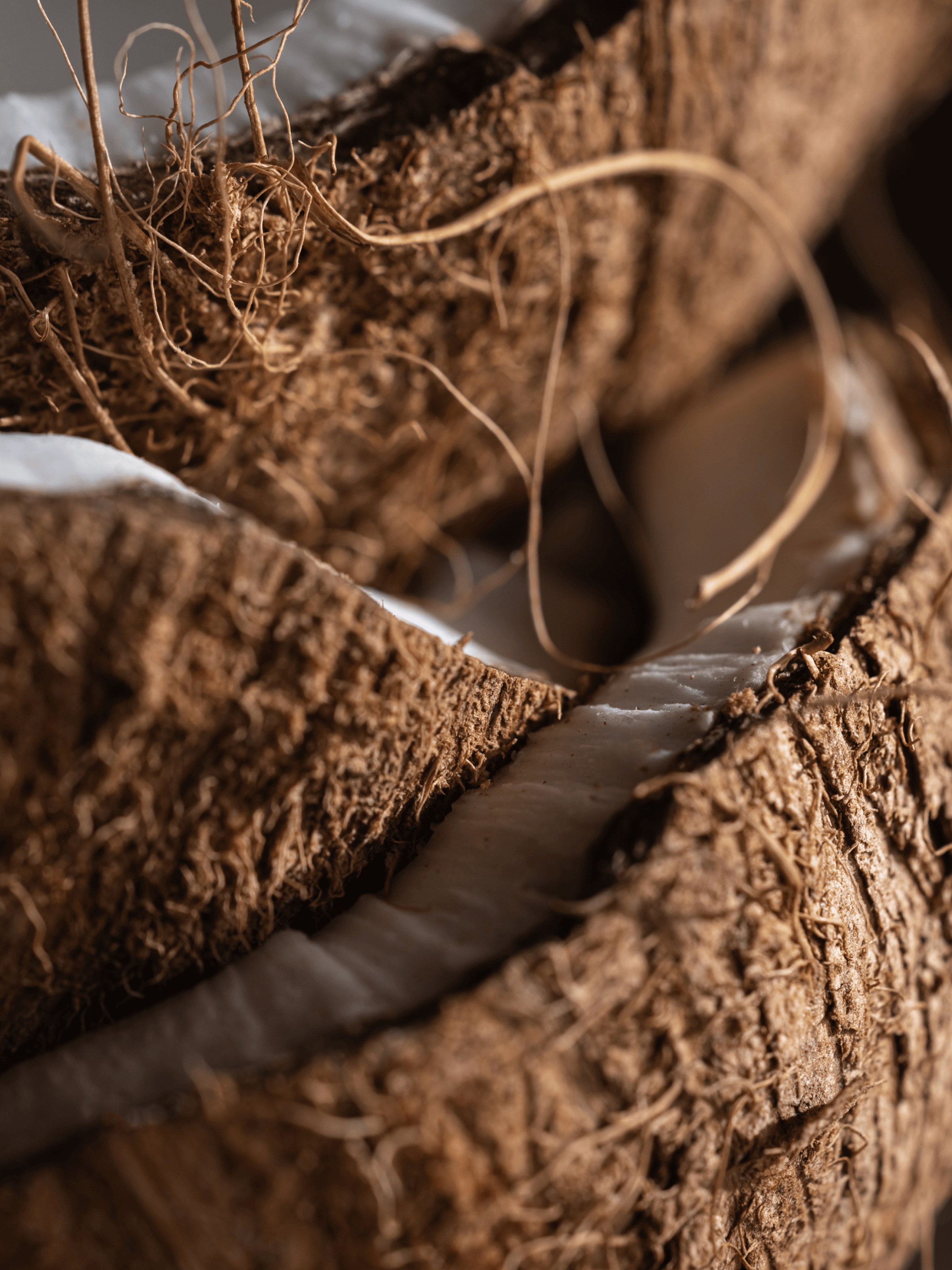 Coconut Oasis - Scents That Feel Like Home