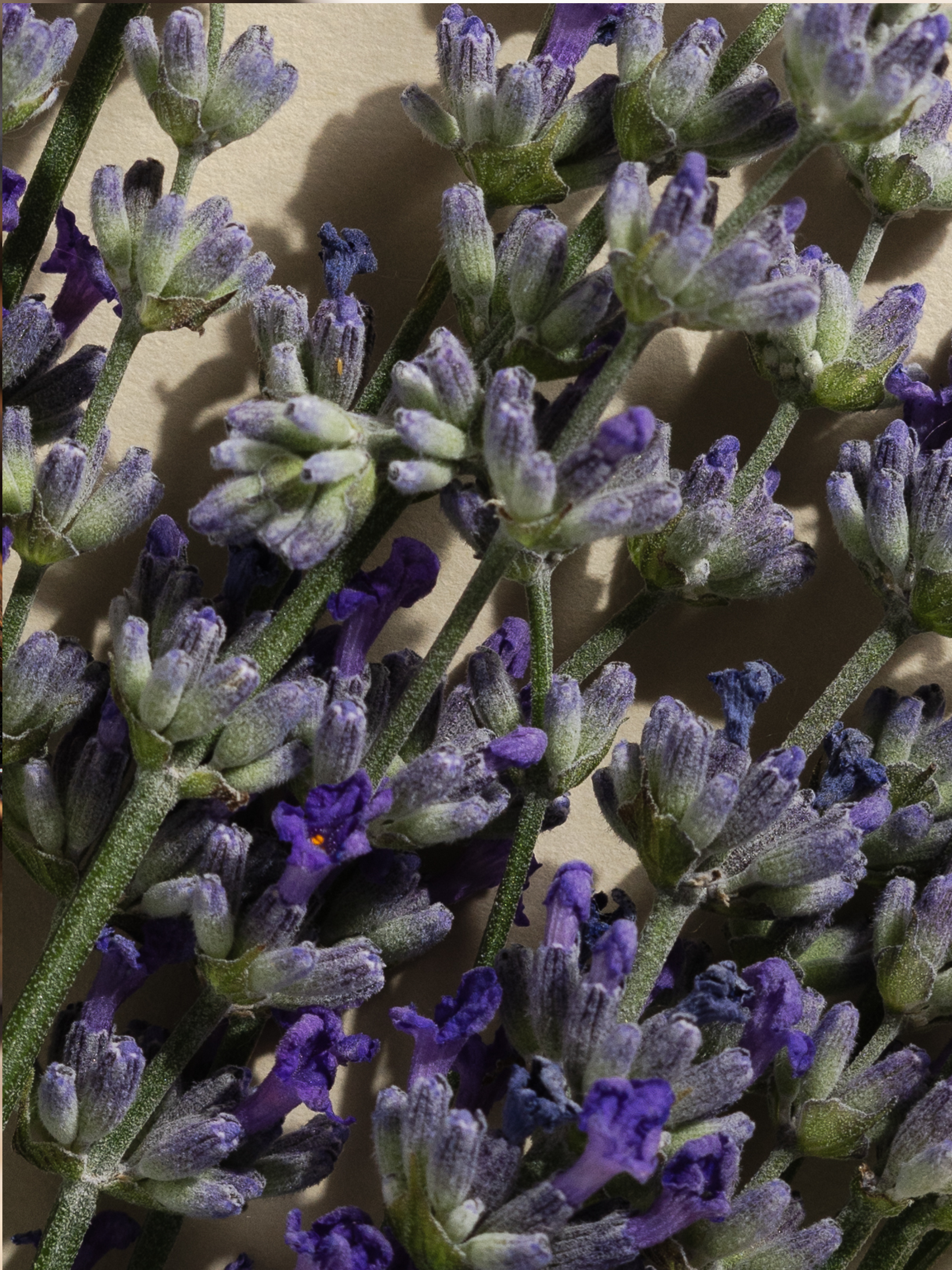 Lavender Balsam - Drive With a Fresh Scent