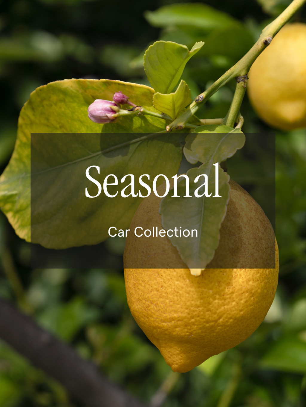 Seasonal - Better Scent for Better Days