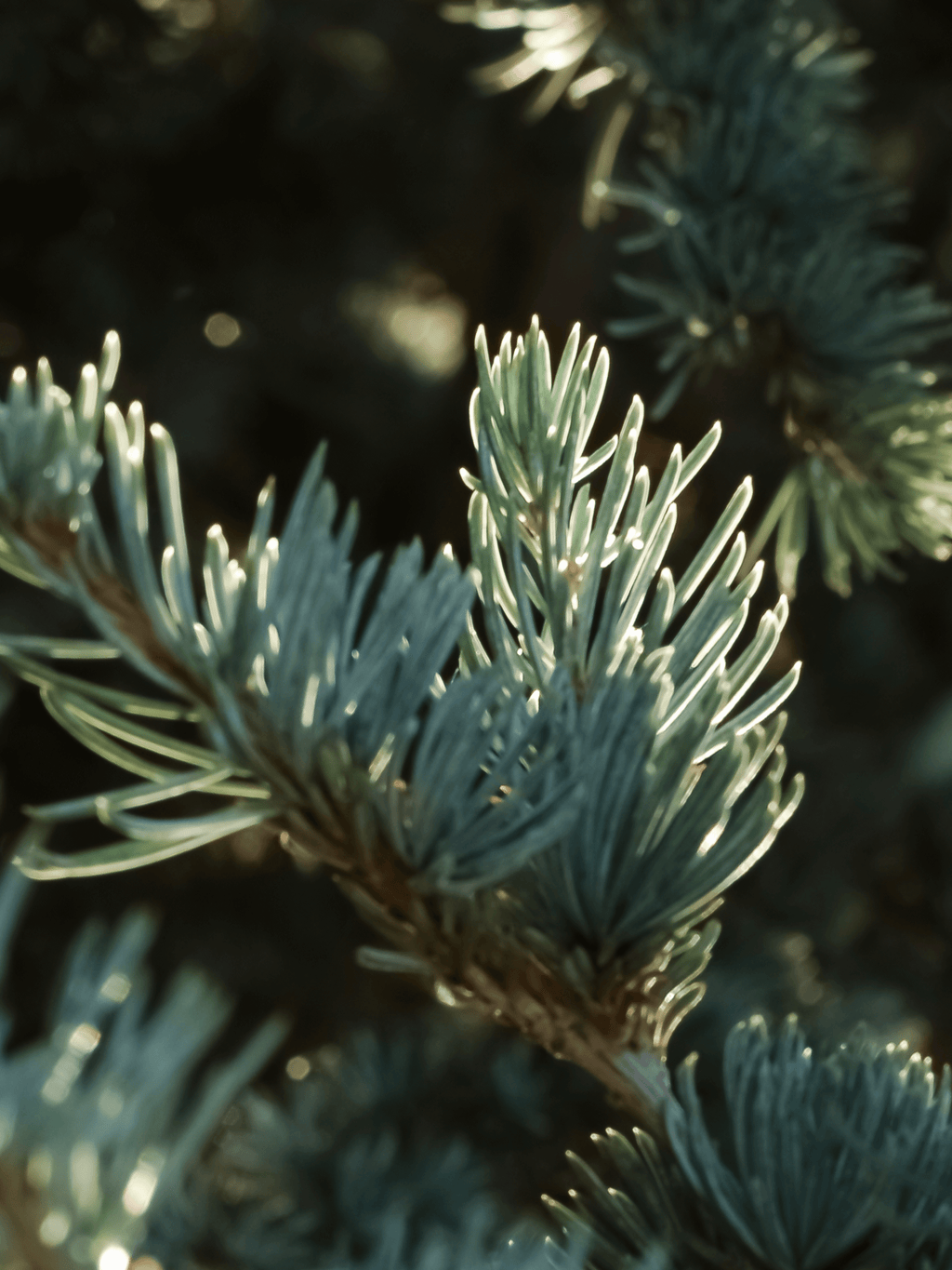 Spruce in Mist - Freshen Up Your Daily Routine