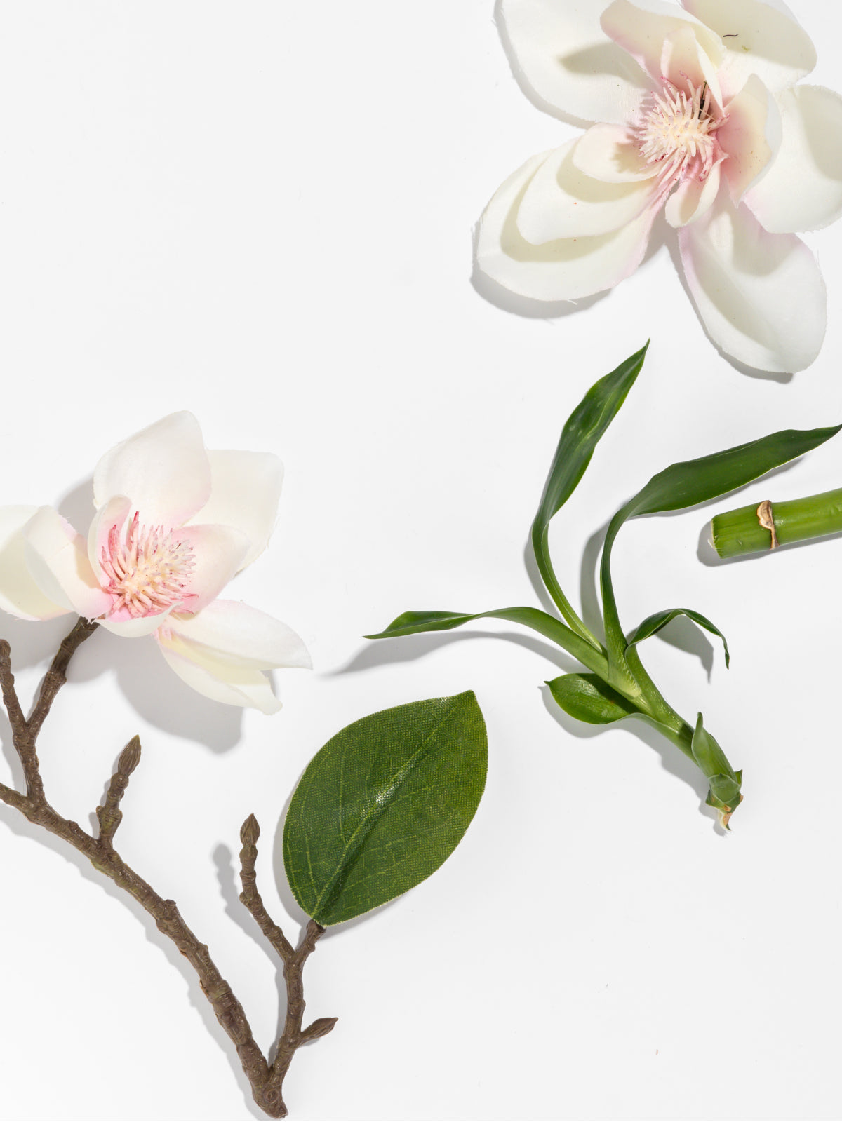 Star Magnolia - Make Every Room More Enjoyable