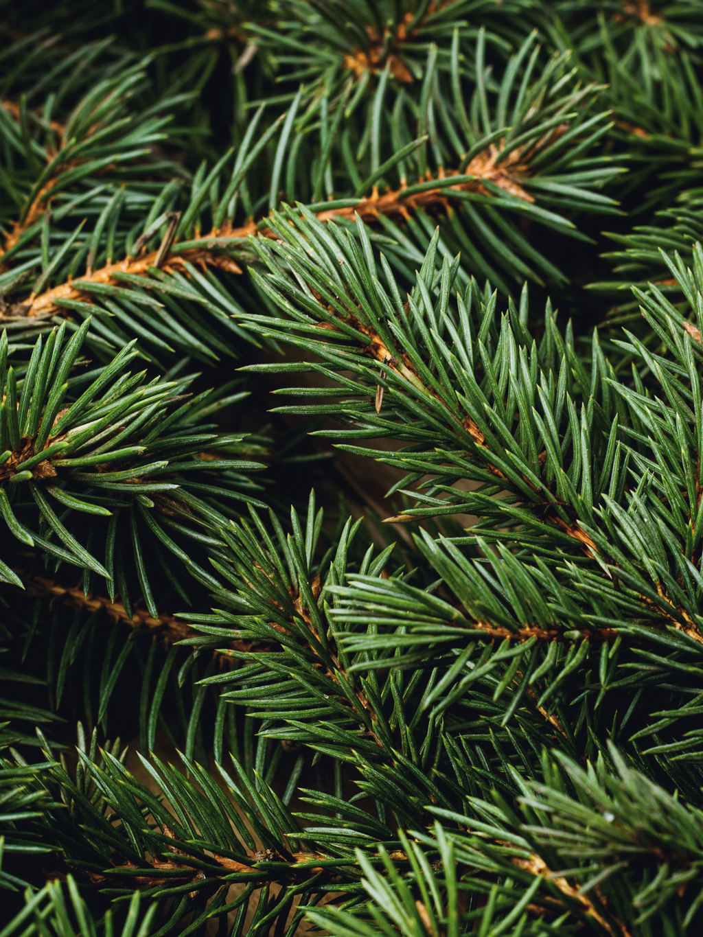 Swiss Pine & Eucalyptus - Choose a Better Home Scent