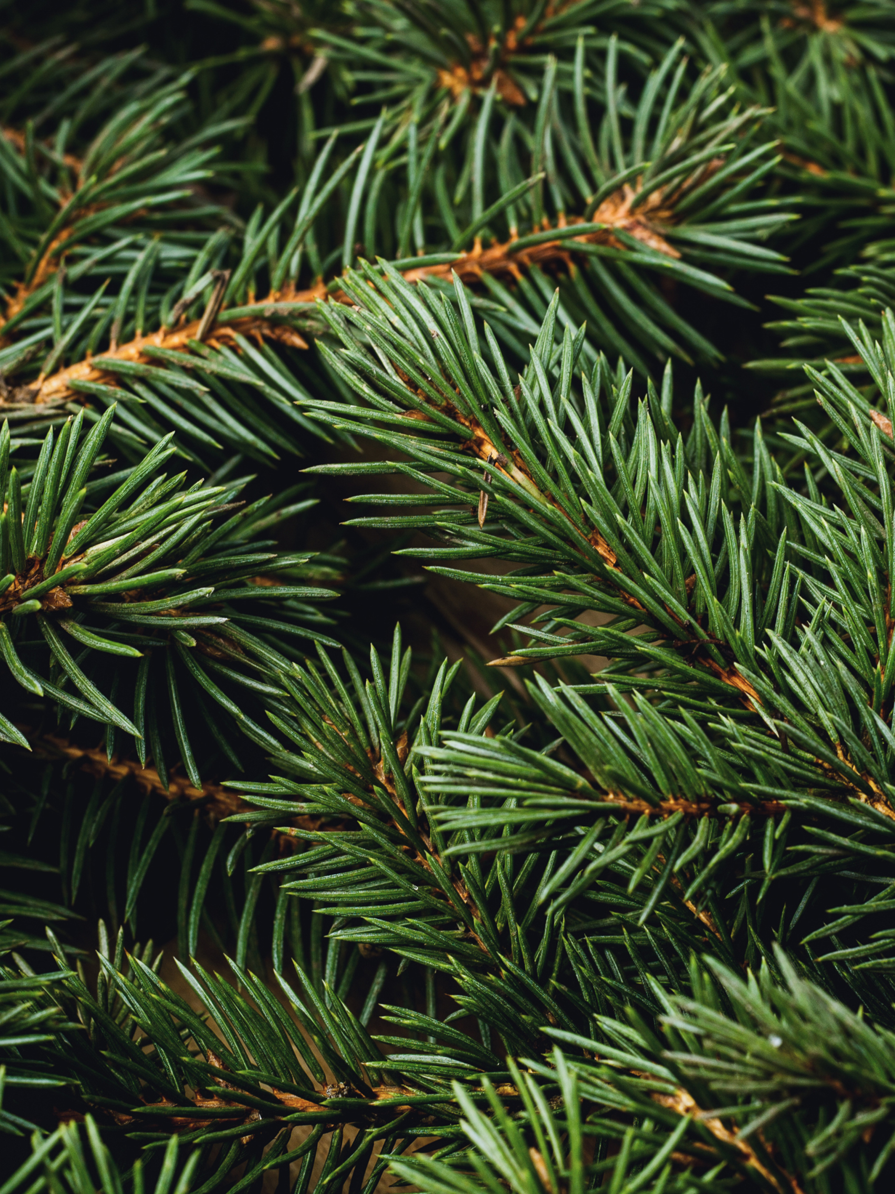 Swiss Pine & Eucalyptus - Choose a Better Home Scent