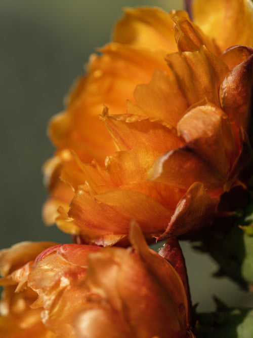 Cactus Flower - Make the Air Feel Better
