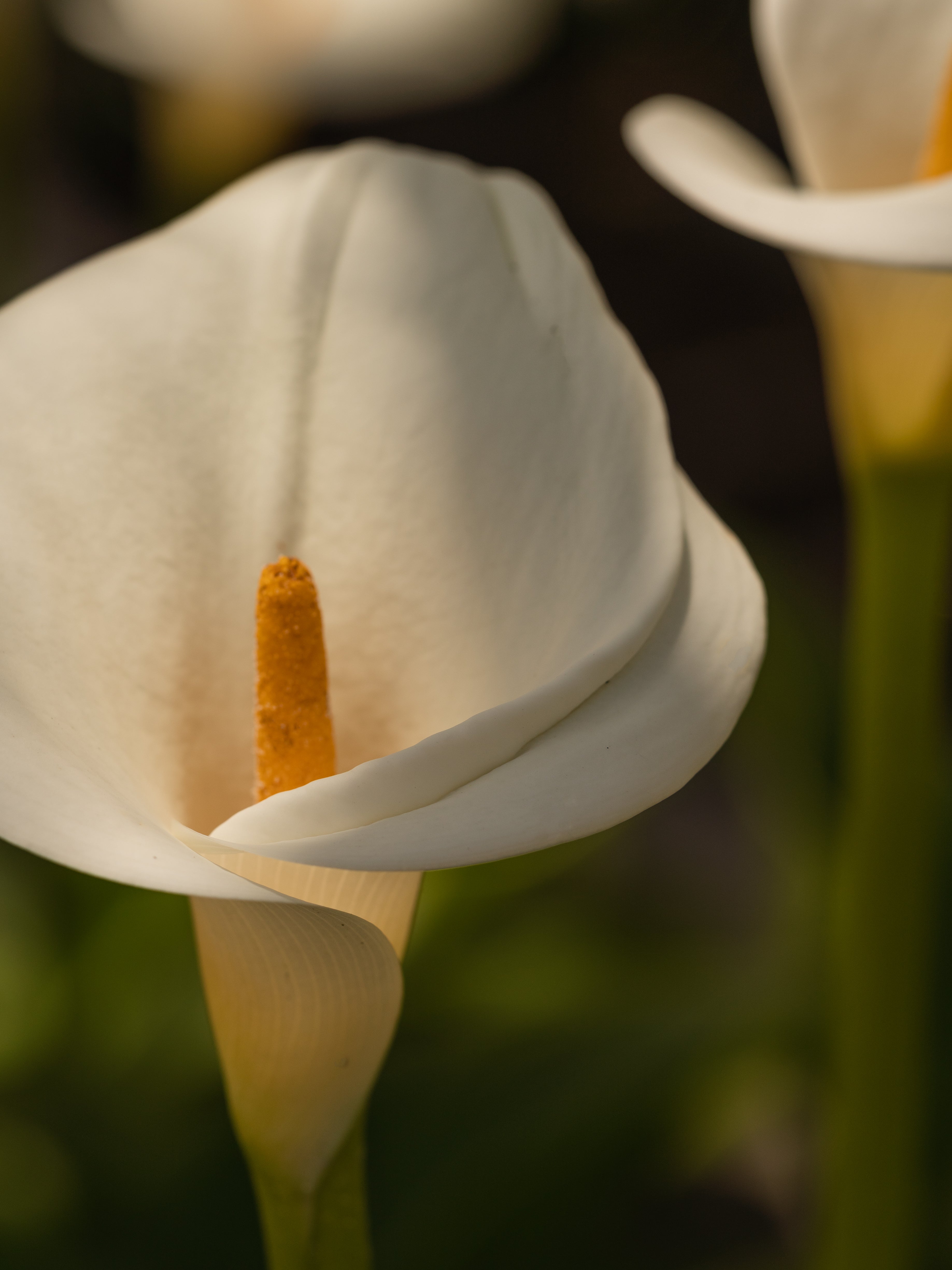 White Flower No. 42 - Make Every Room Feel Clean