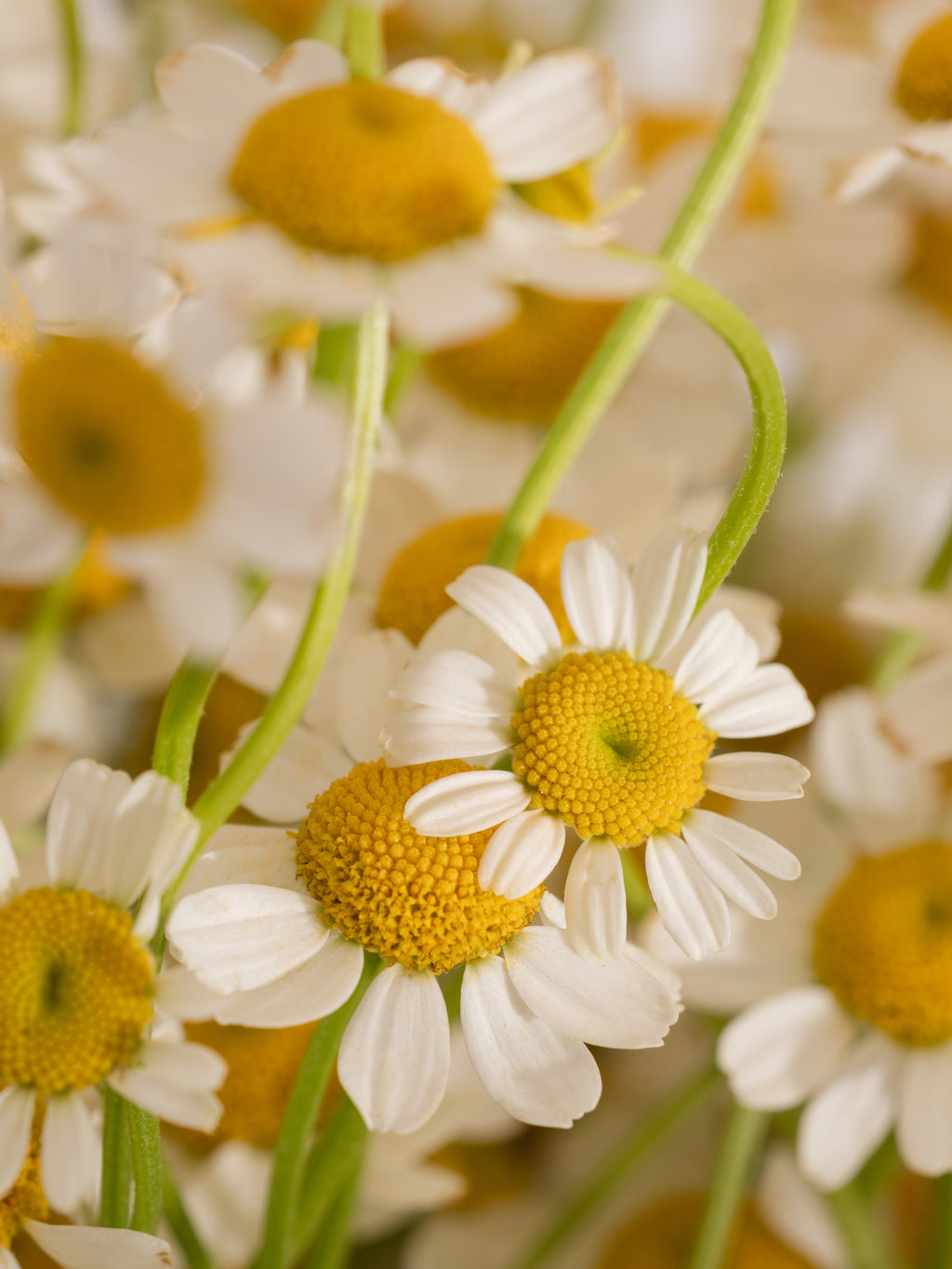 Driftwood & Chamomile - Make Home Feel More Relaxing
