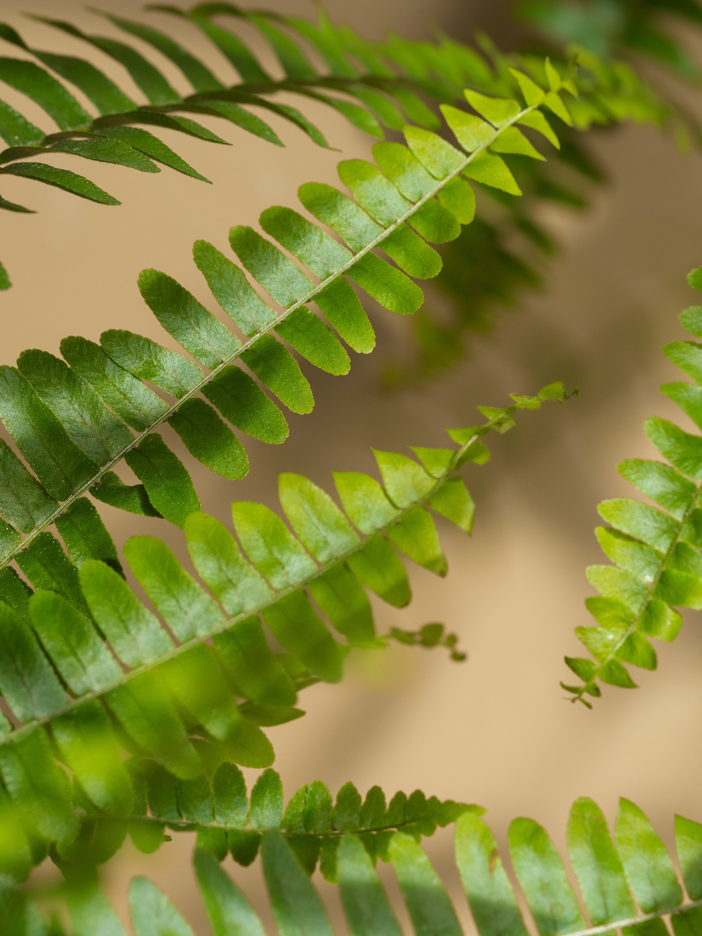 Fern + Moss - Start With a Better Scent