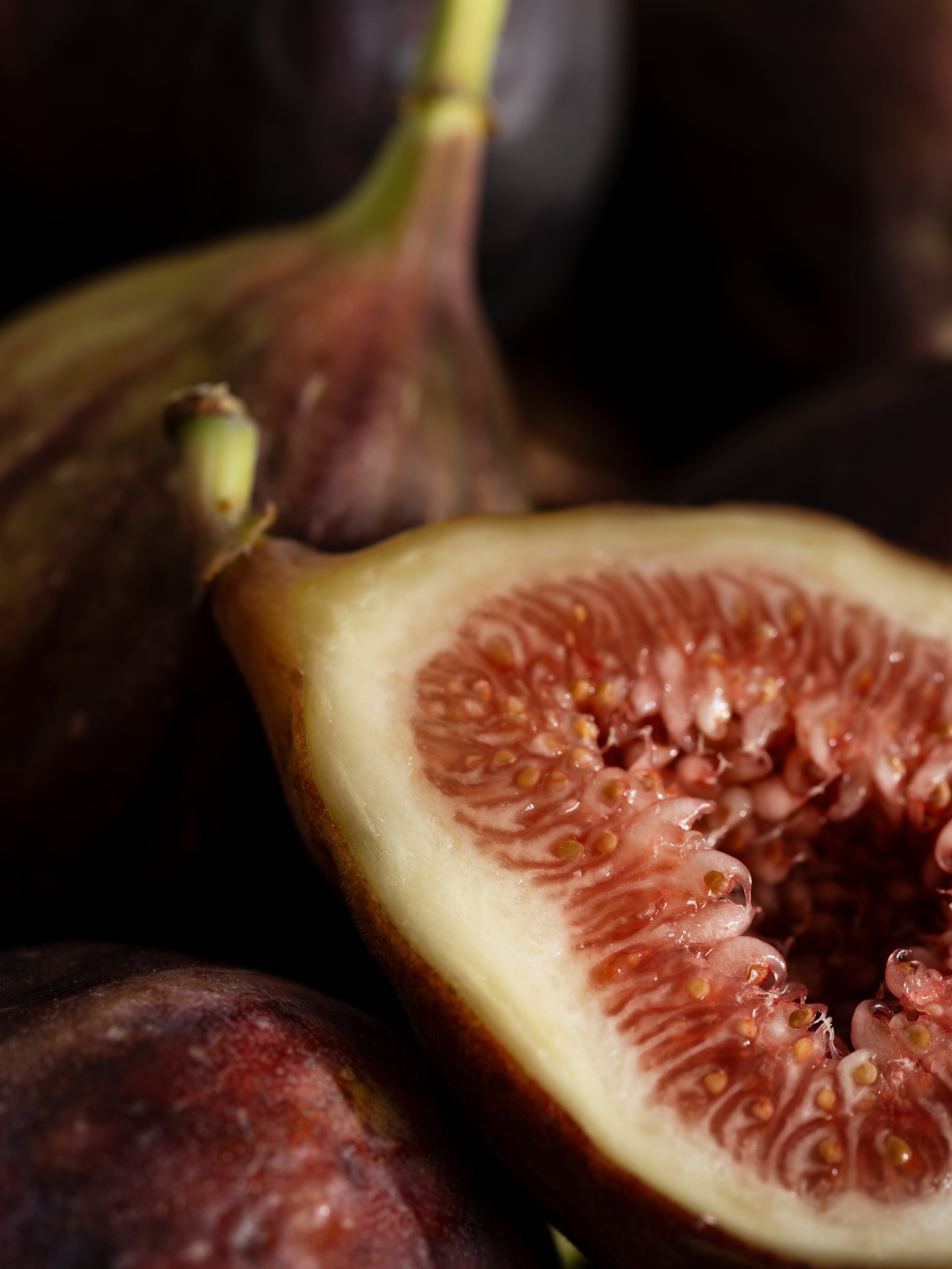 Riviera Fig - Bring Your Rooms to Life