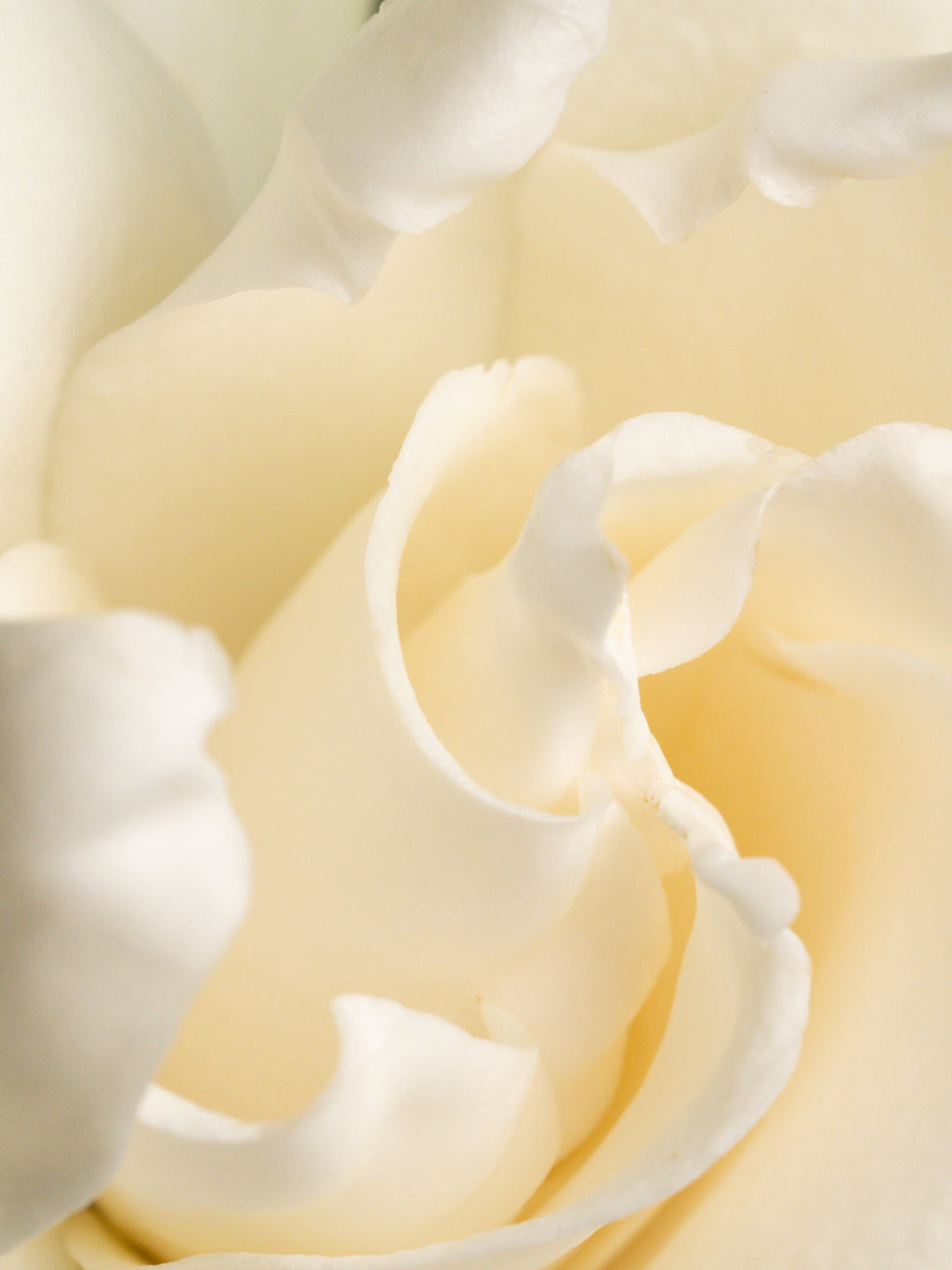 Fresh Cut Gardenia - Enjoy Freshness Your Way