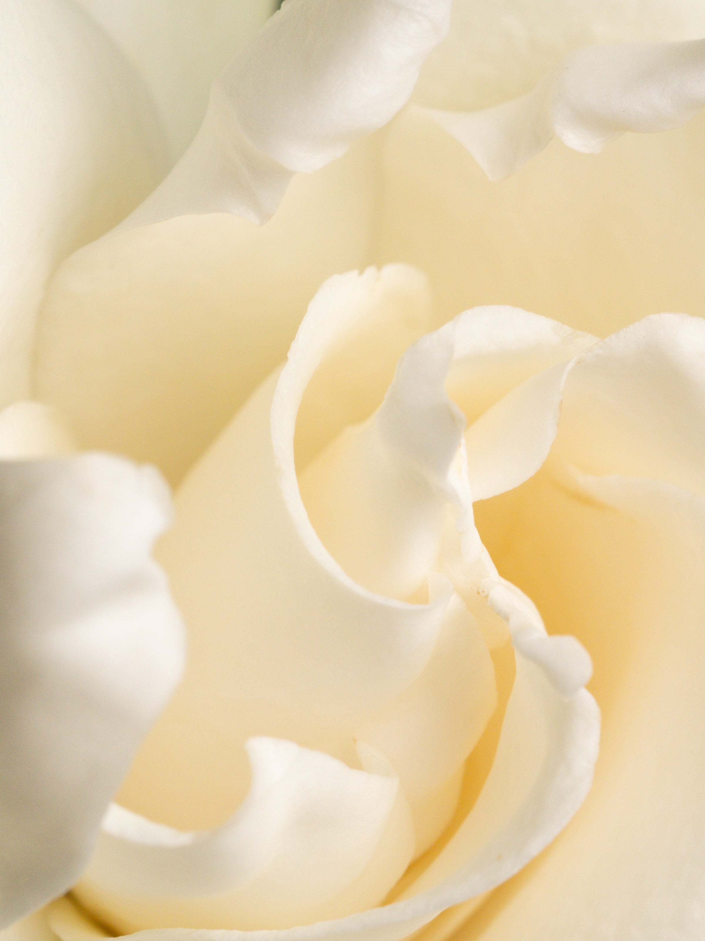 Fresh Cut Gardenia - Enjoy Freshness Your Way