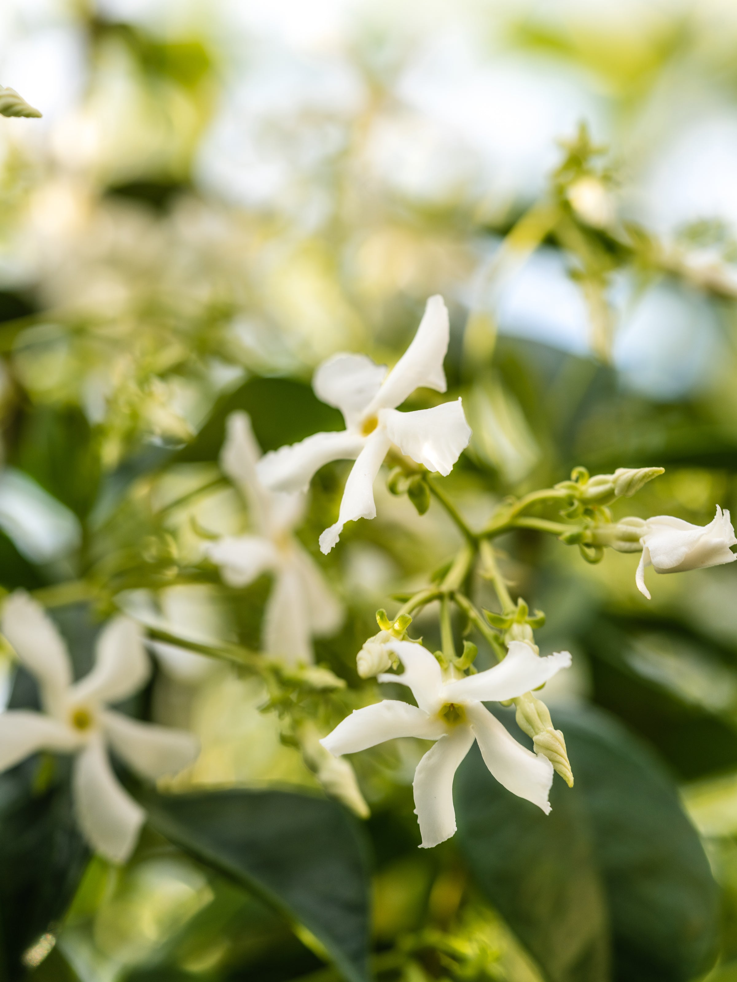 Jasmine Honeysuckle - Fragrance Refills for Every Mood