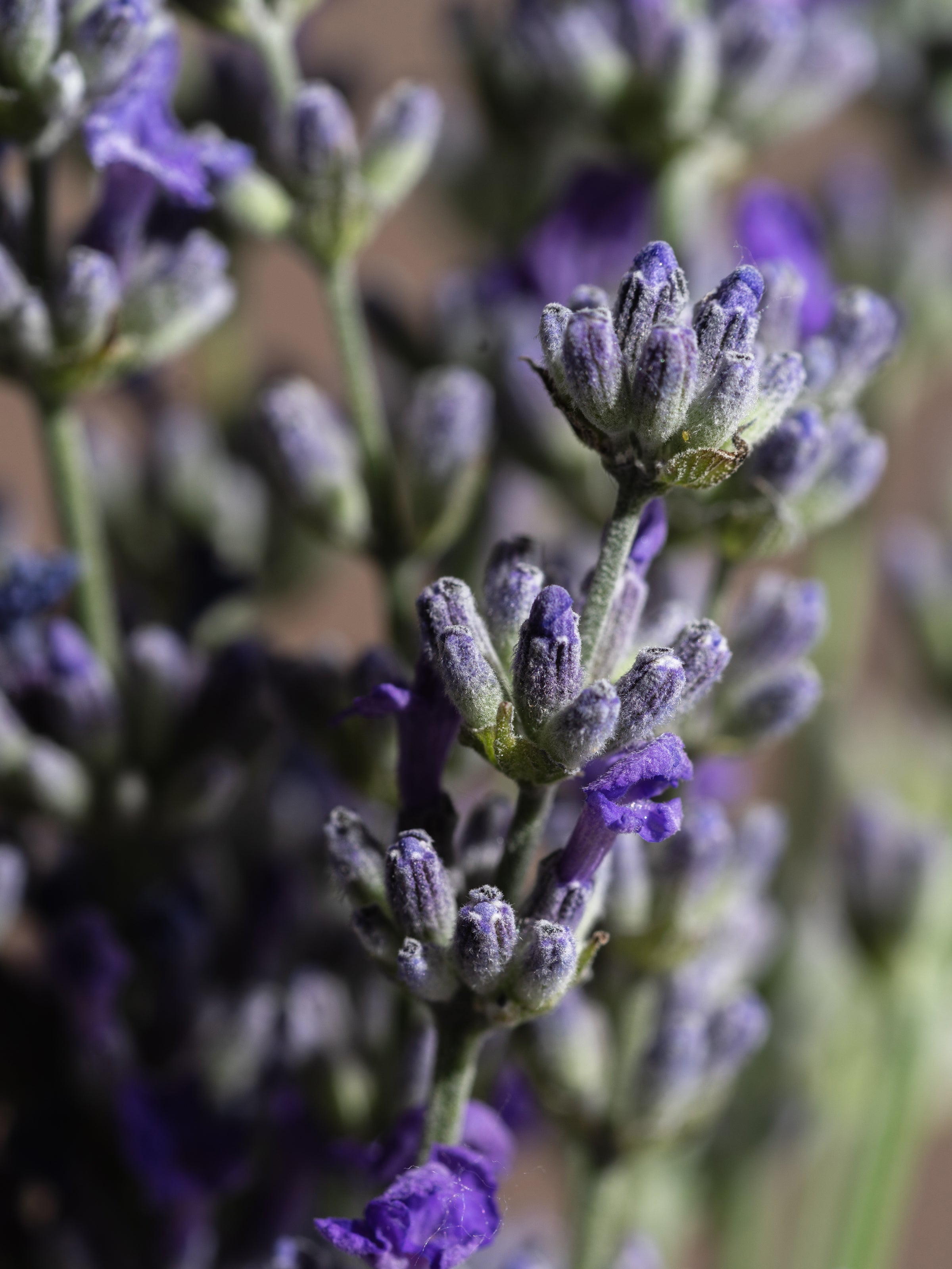 Cedar Leaf & Lavender - Add Scent to Your Routine