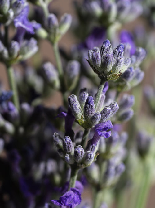 Cedar Leaf & Lavender - Add Scent to Your Routine