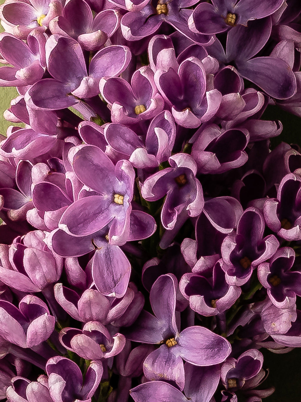 French Lilac - Create a Scented Welcome