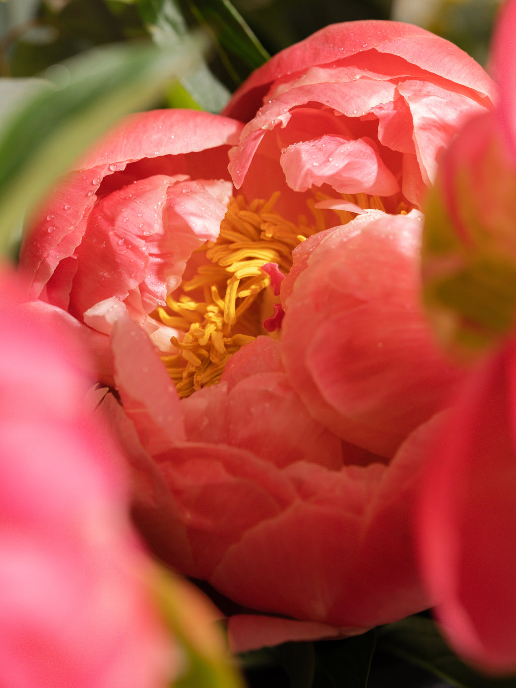 Sun Kissed - Fresh Scents With Modern Control