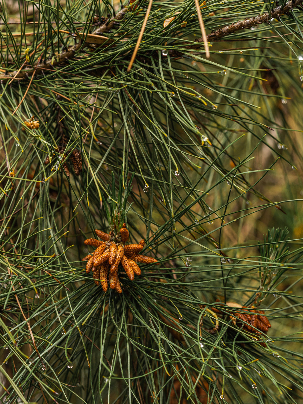 Crystal Pine - Freshness Designed for Home