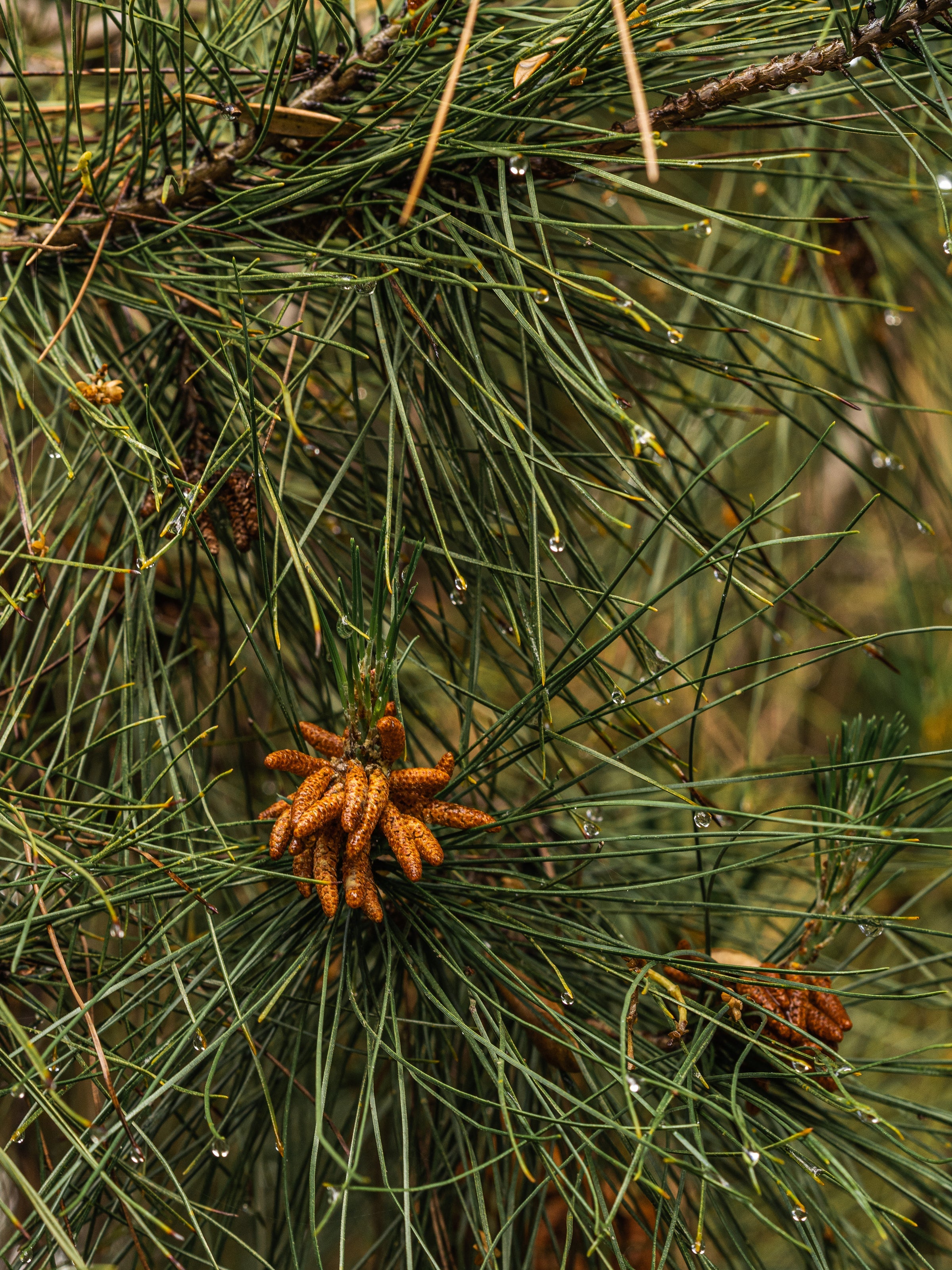 Crystal Pine - Freshness Designed for Home