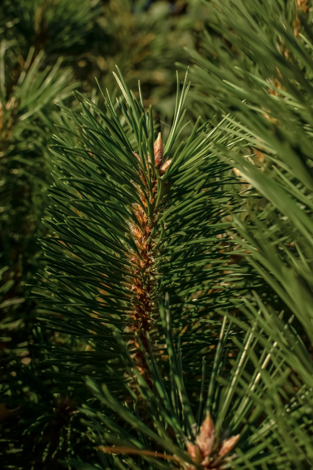 The Smell of Tree - Freshen Every Drive