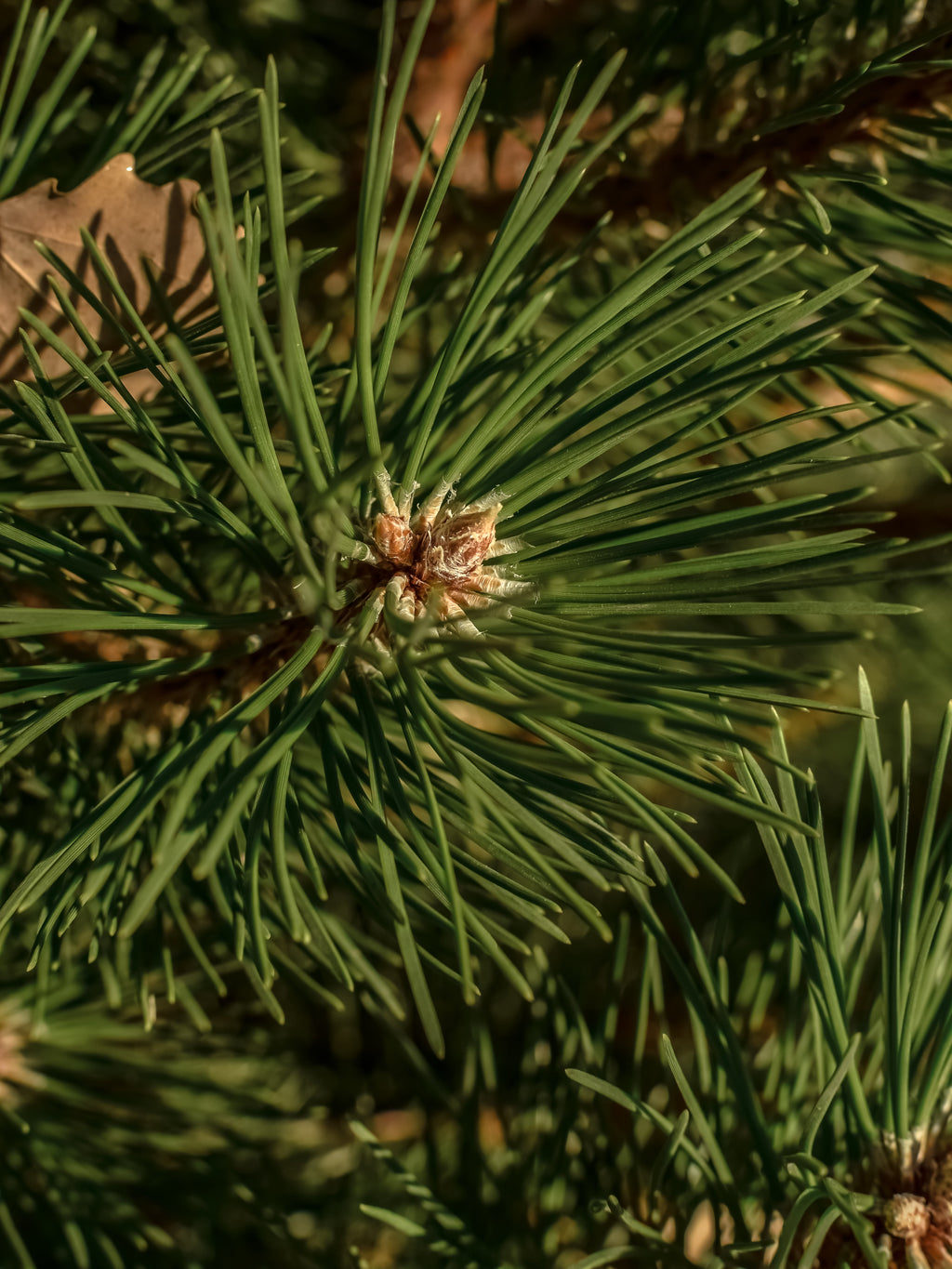 Sea Pines - Scents Made for Real Life