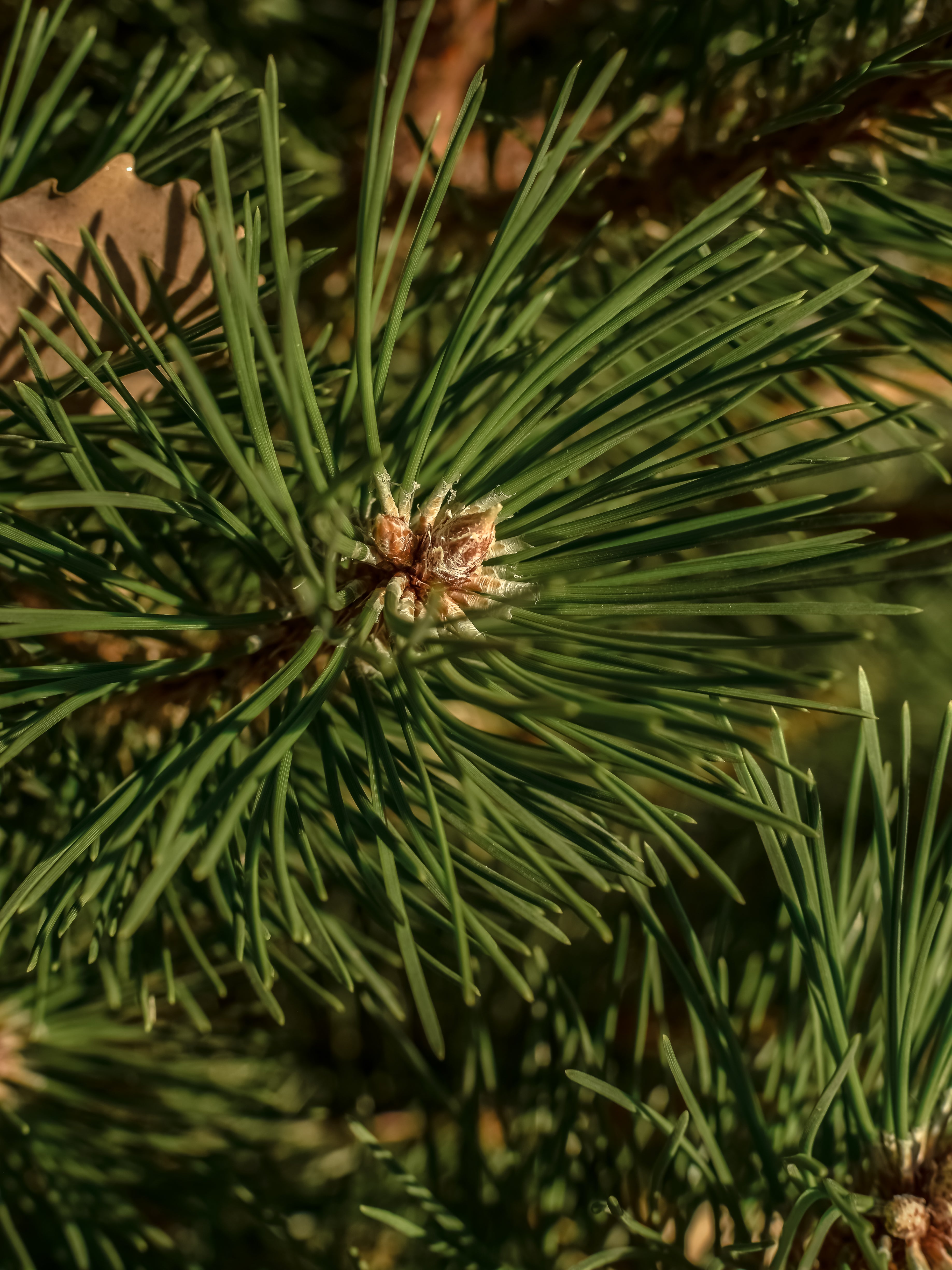 Sea Pines - Scents Made for Real Life