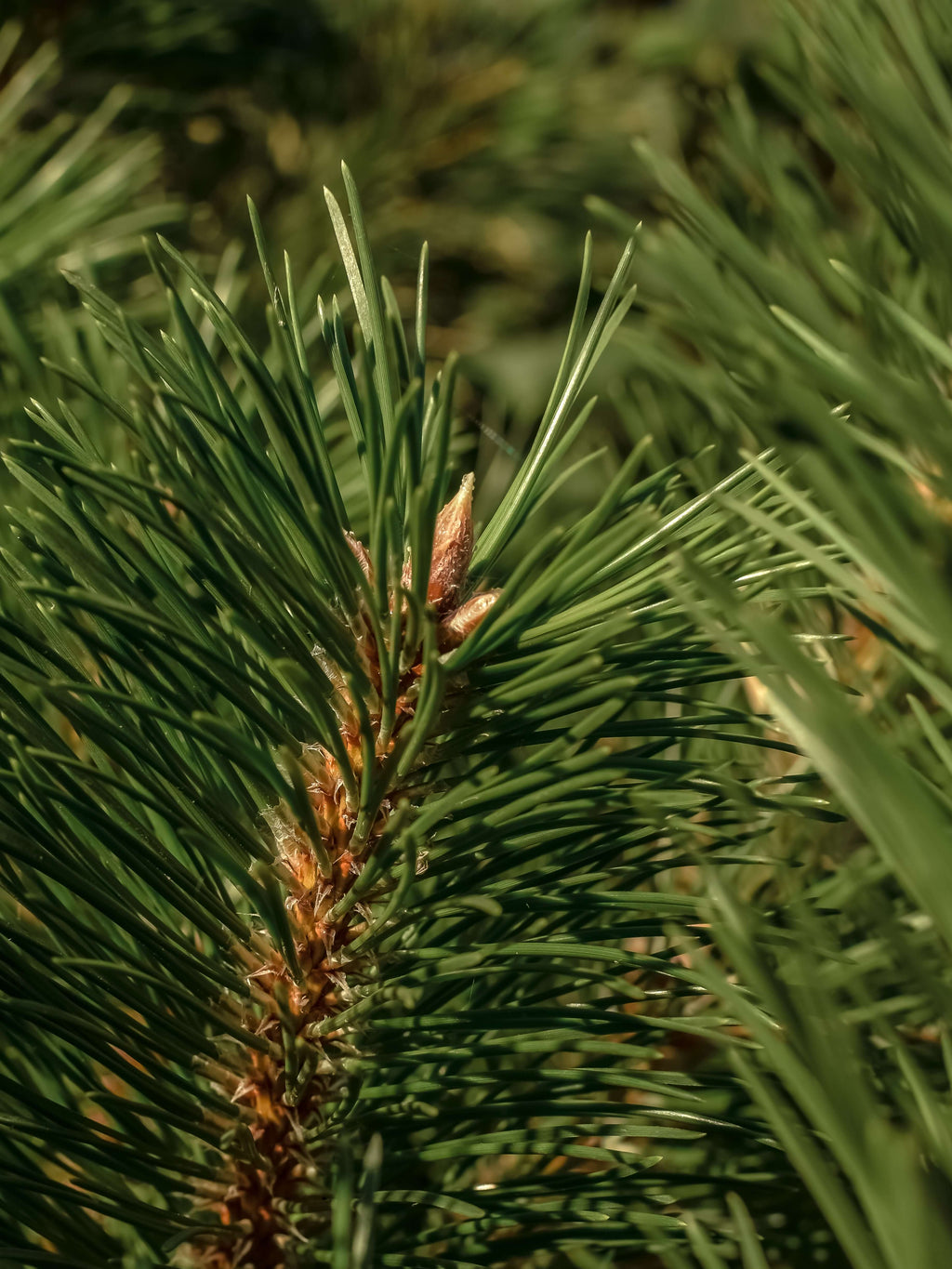 Frasier Fir - Enjoy Scent Without a Candle