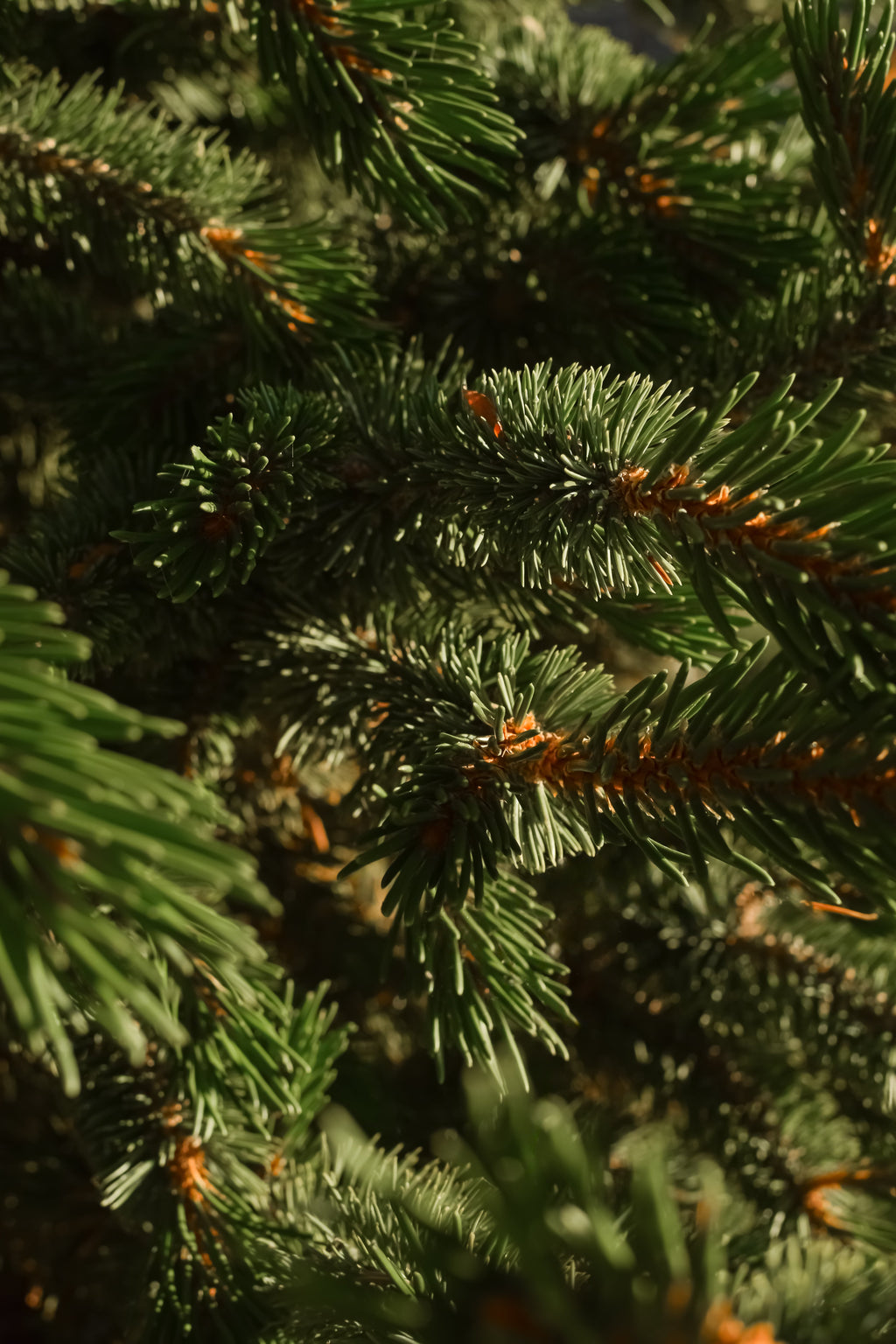 Fallen Fir - Make the Air Feel Better