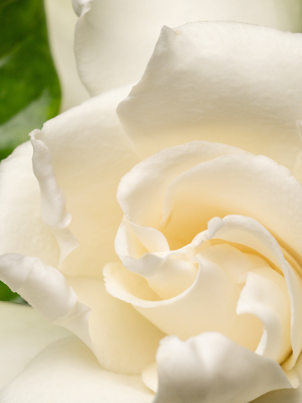 Night Gardenia - Freshen Your Home the Easy Way
