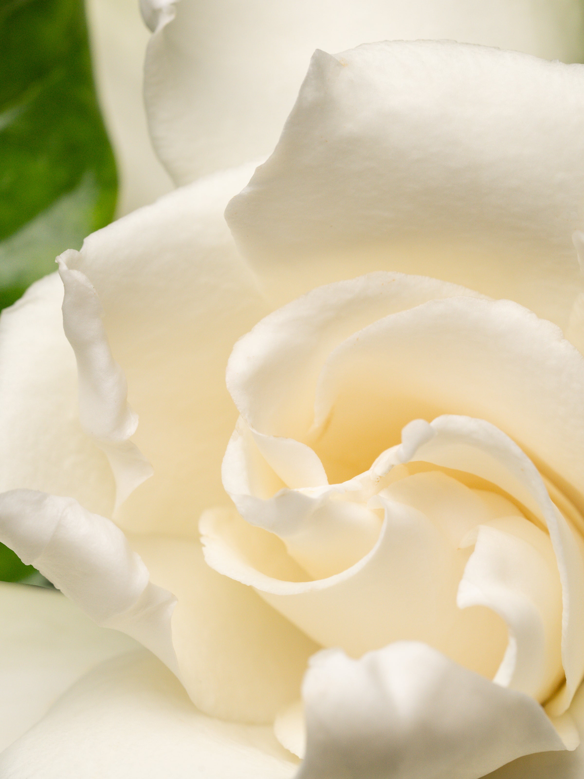 Night Gardenia - Freshen Your Home the Easy Way