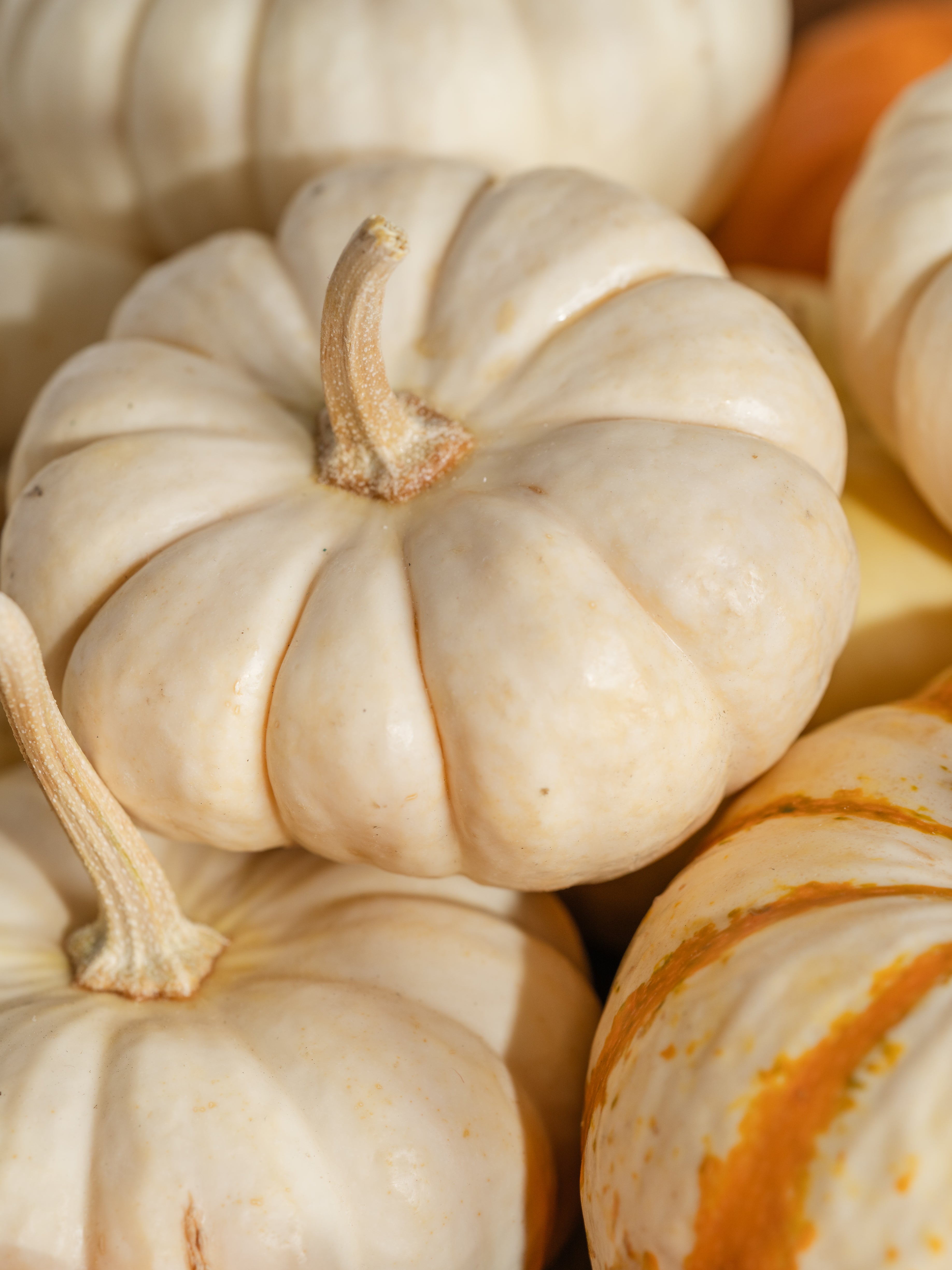 Pumpkin Macchiato - Freshness Designed for Home