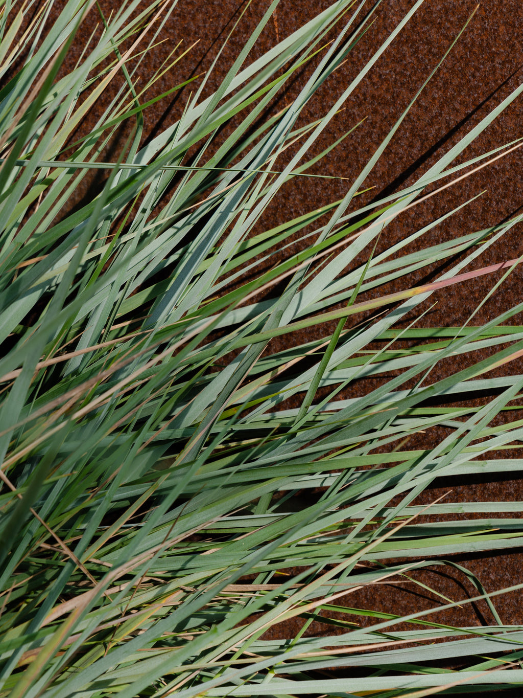 White Vetiver - Fragrance for Every Moment