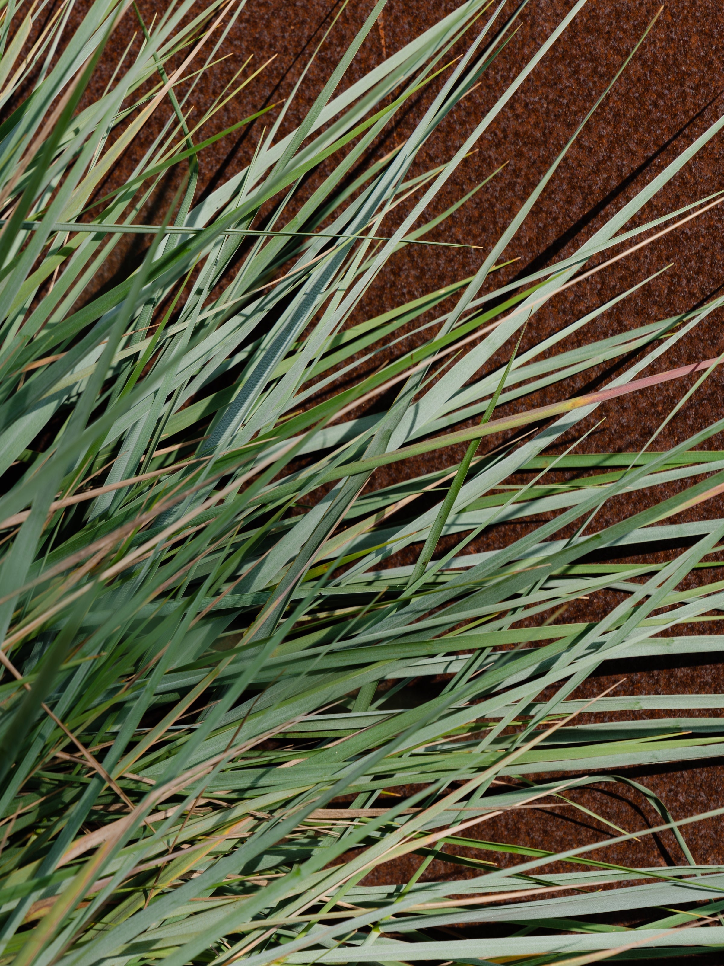 White Vetiver - Fragrance for Every Moment