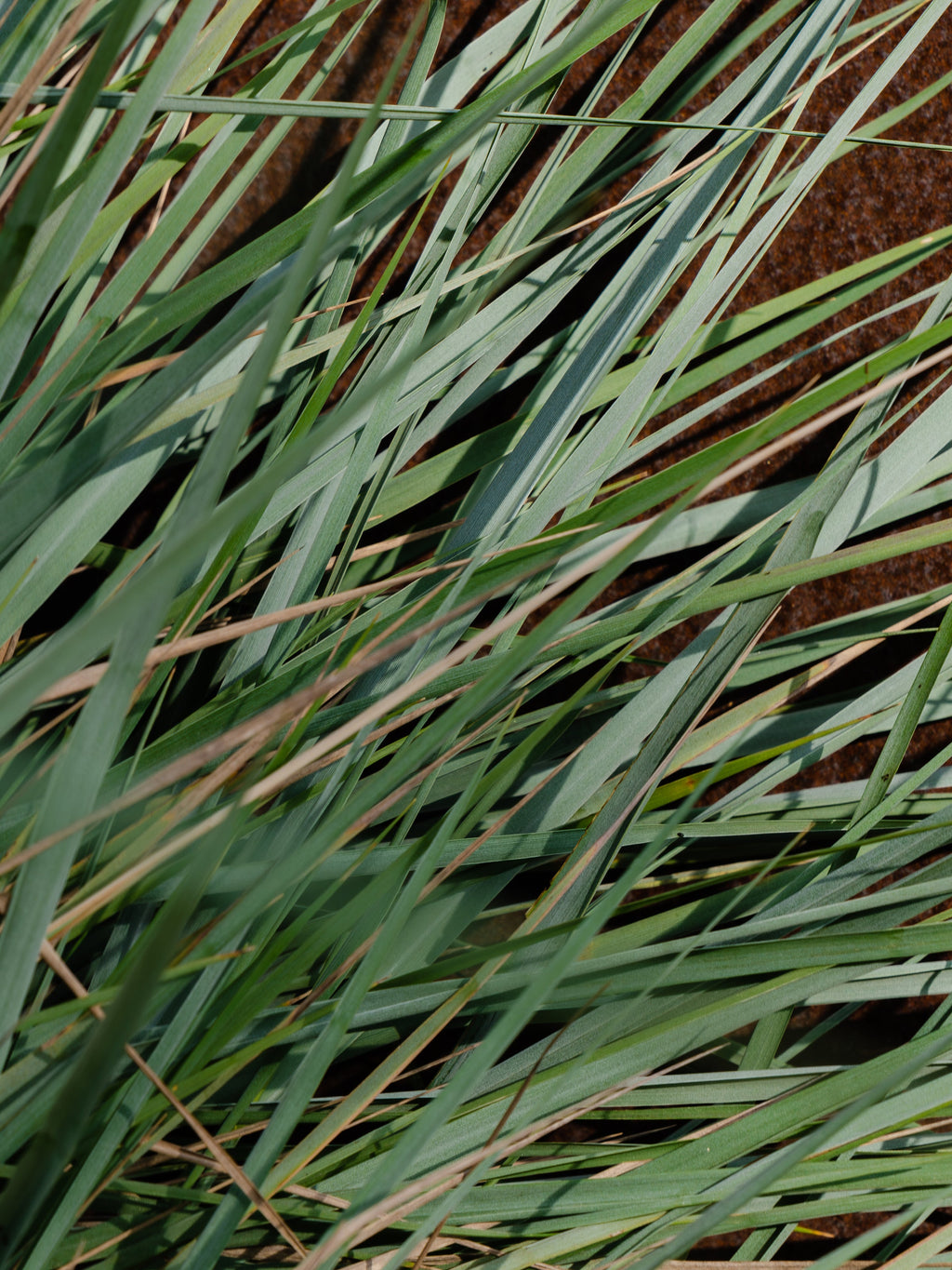 White Vetiver - Bring Comfort to Every Room
