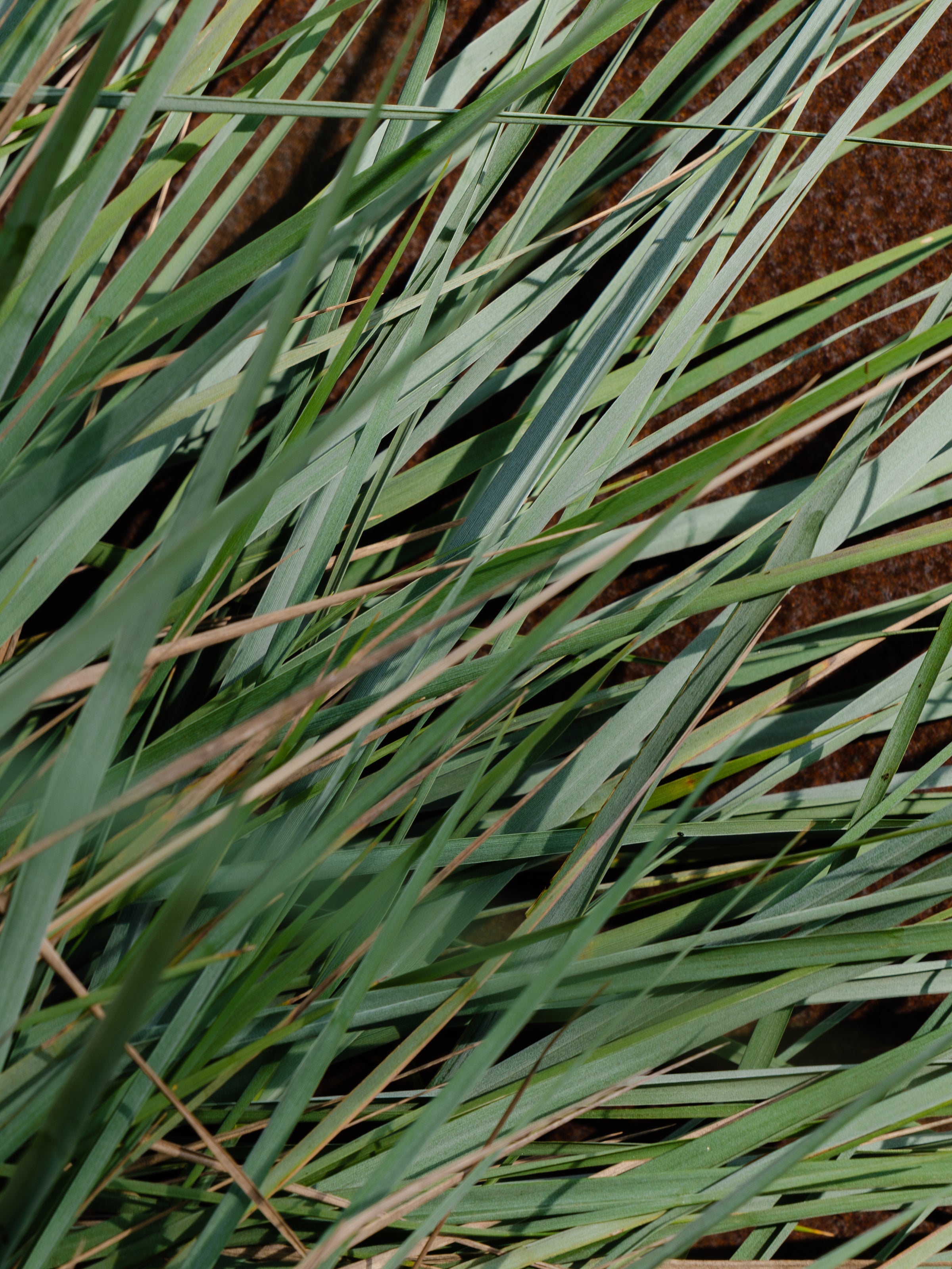 White Vetiver - Bring Comfort to Every Room