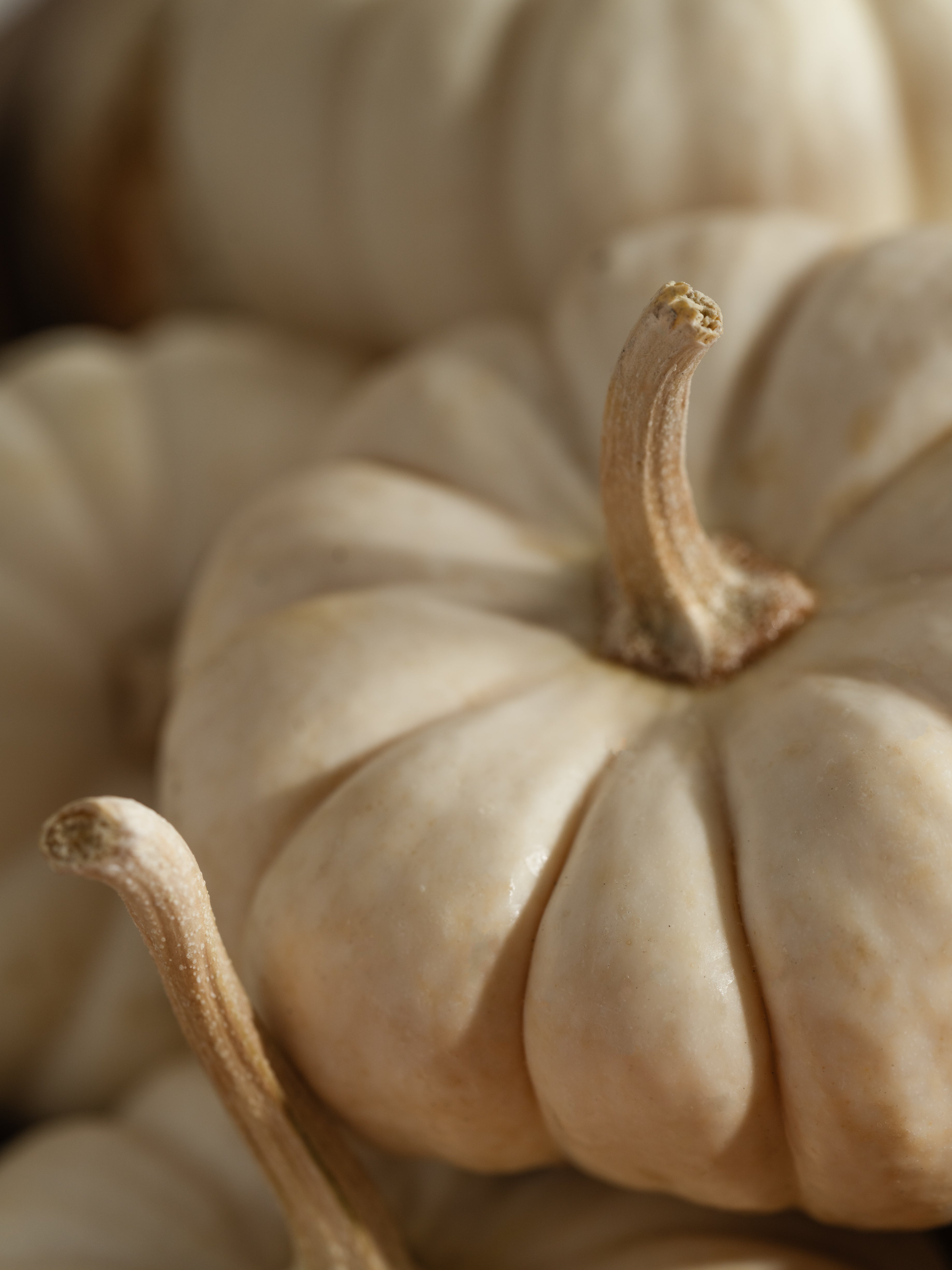 White Birch & Pumpkin - Every Room Needs a Great Scent